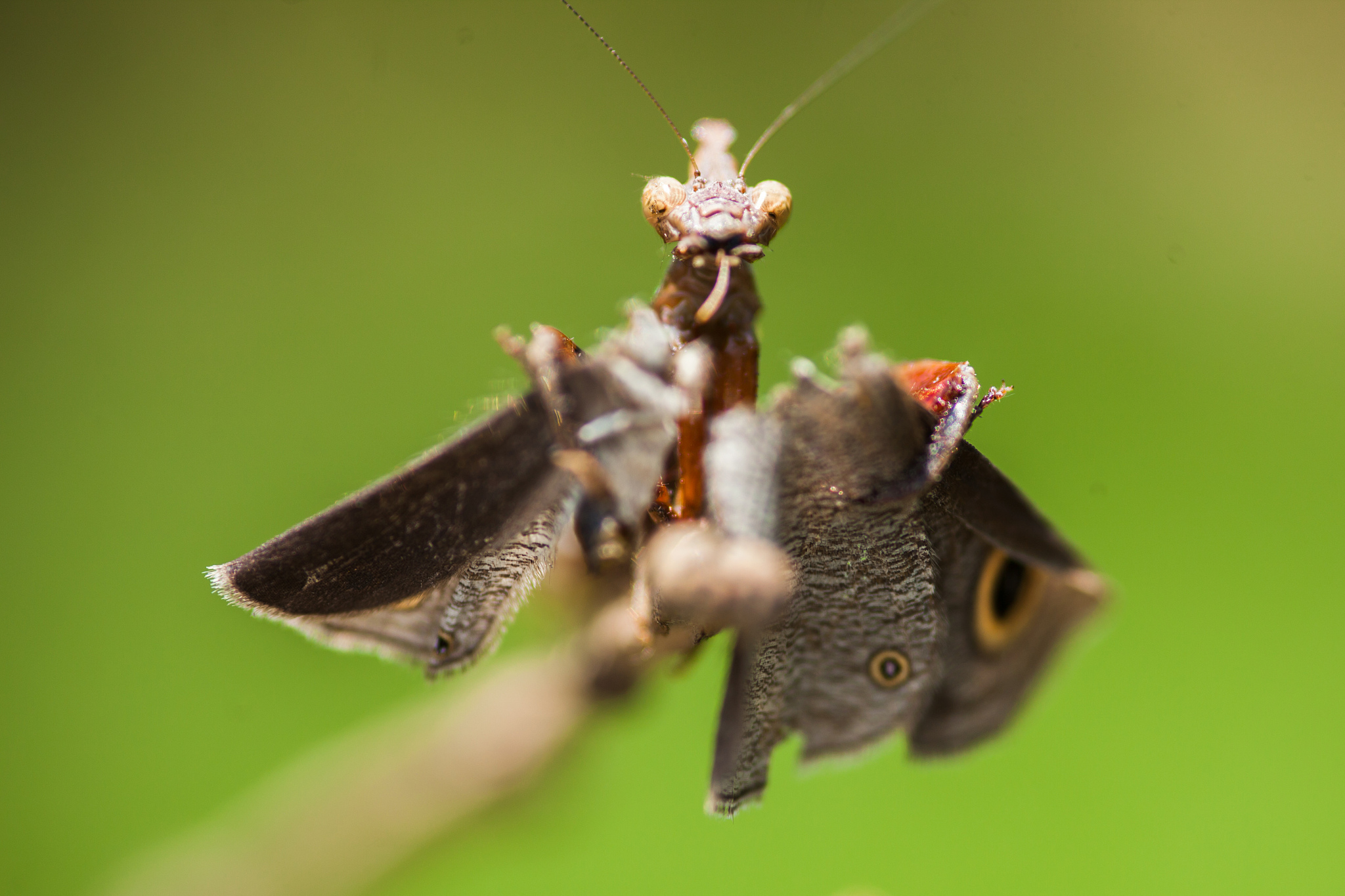 boxer mantis with its kill