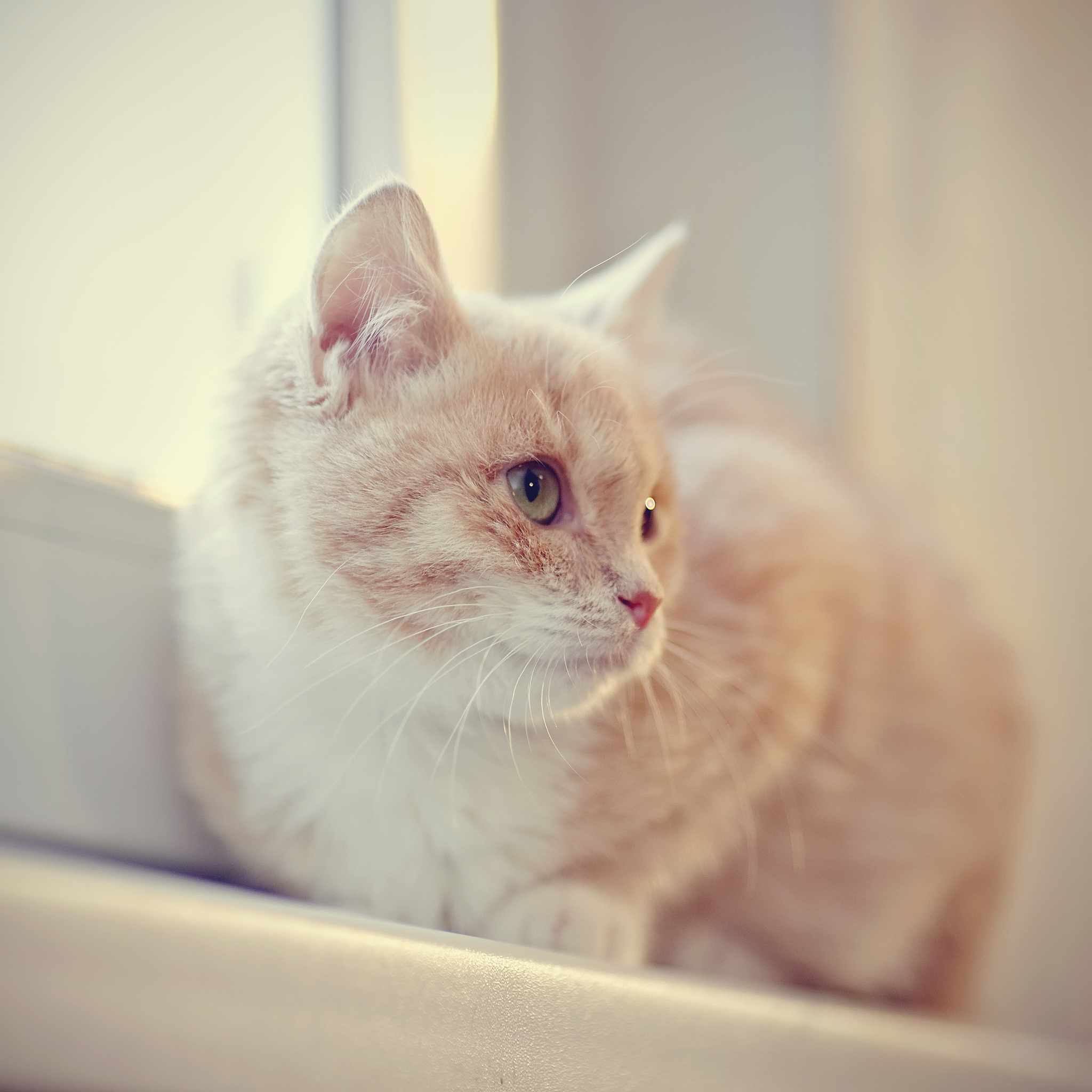 🐱铲屎官必看！10个关于猫咪的爆款标题，让你轻松涨粉！
