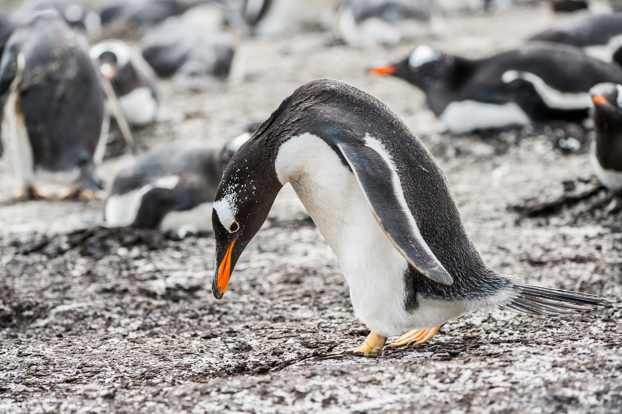 如鸬鹚和企鹅会用腹部的肌肉来保持身体温暖这种行为被称为孵卵肌不用脂肪保持温暖吗