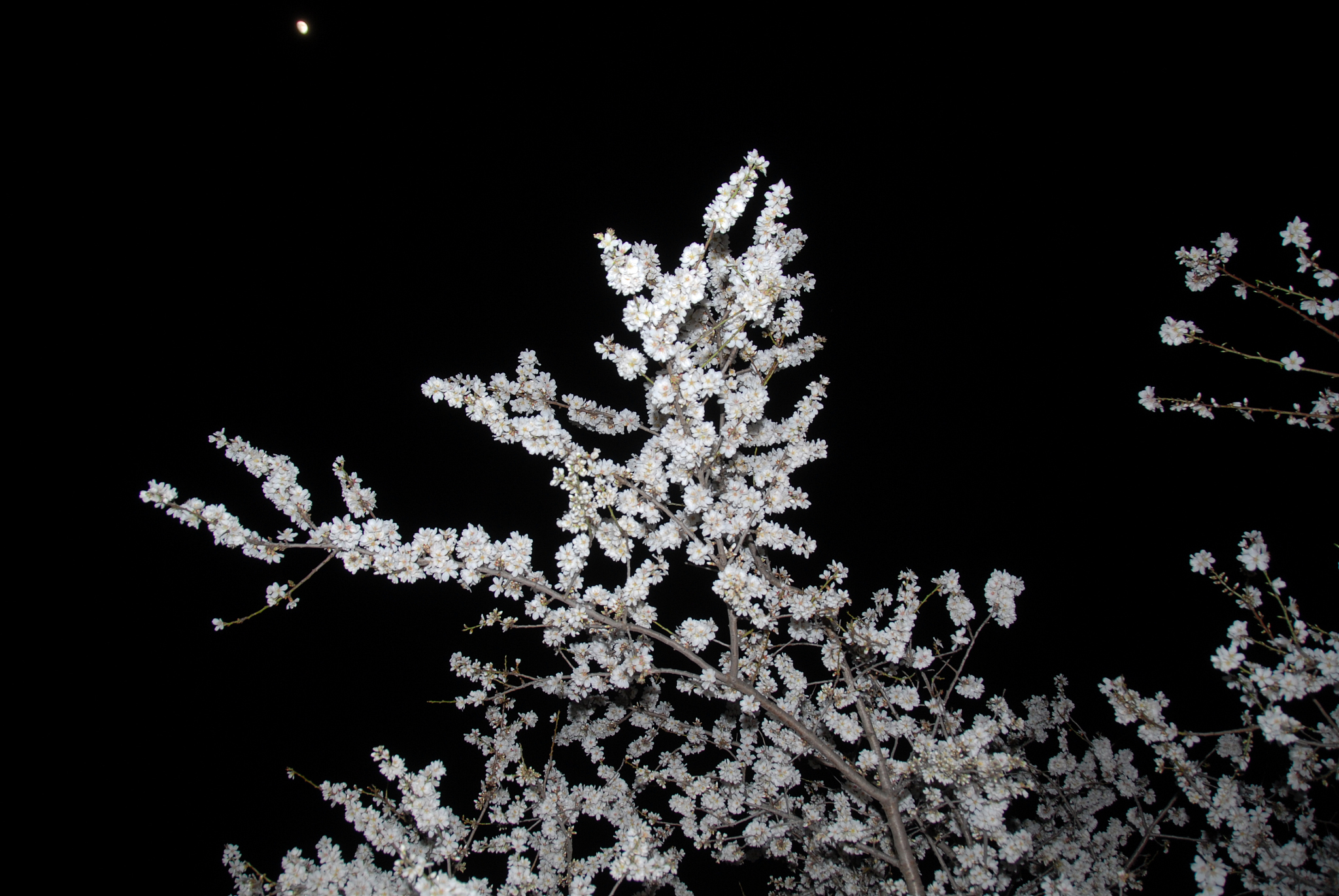 mandelblüte in spanien