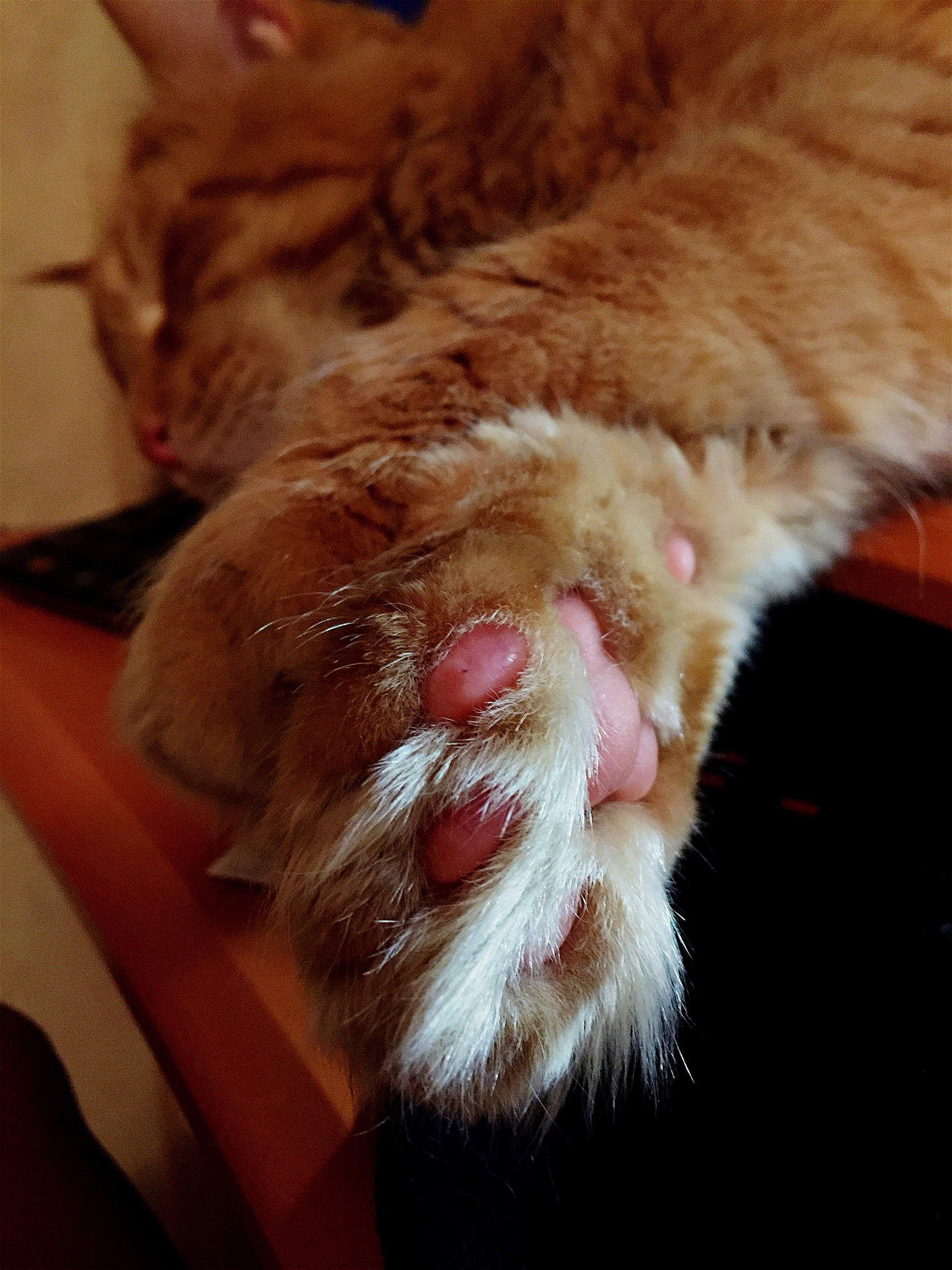 猫下泌尿道综合征的定义