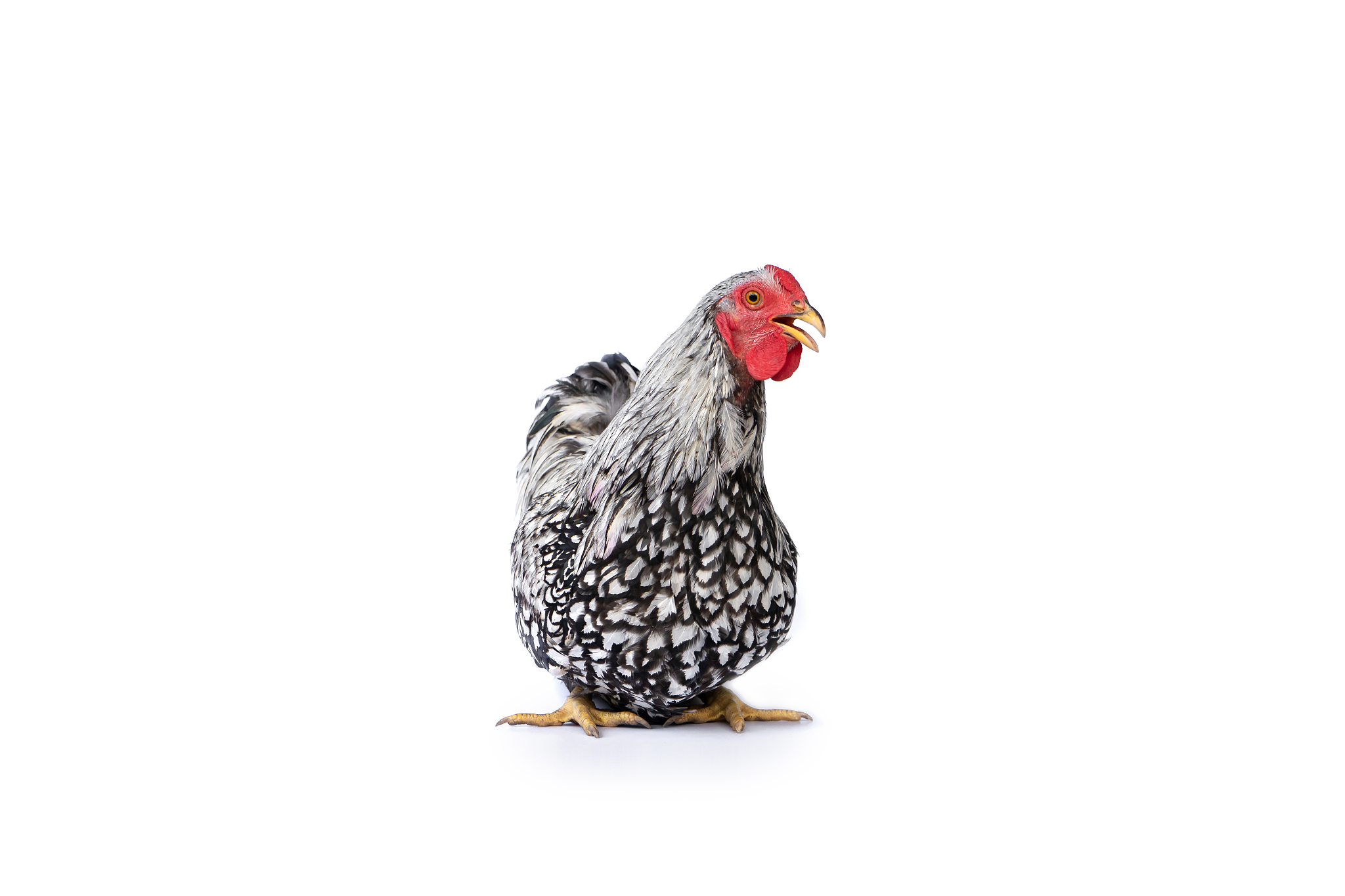 isolated white wyandotte chicken on studio light with the clear 