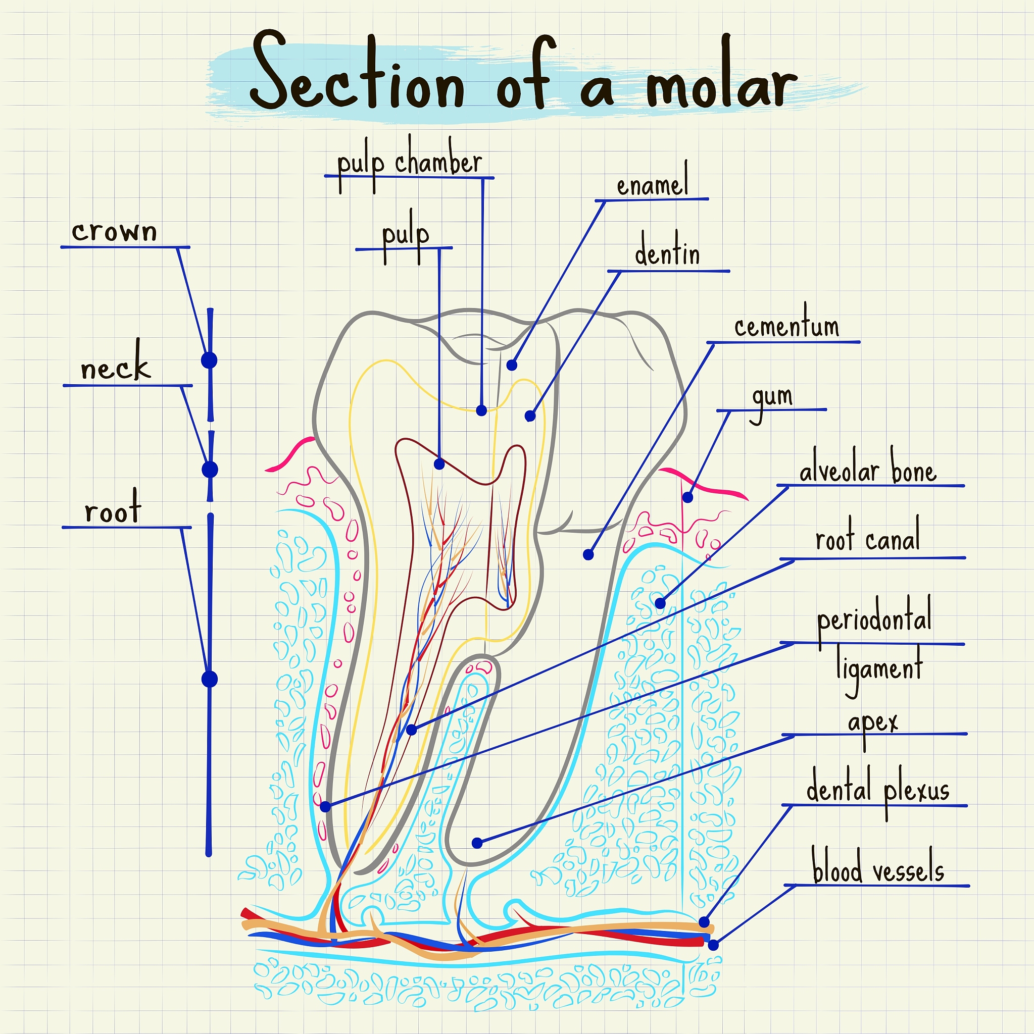 enzyme low hydration与溶剂可及表面积SASA有什么关联么