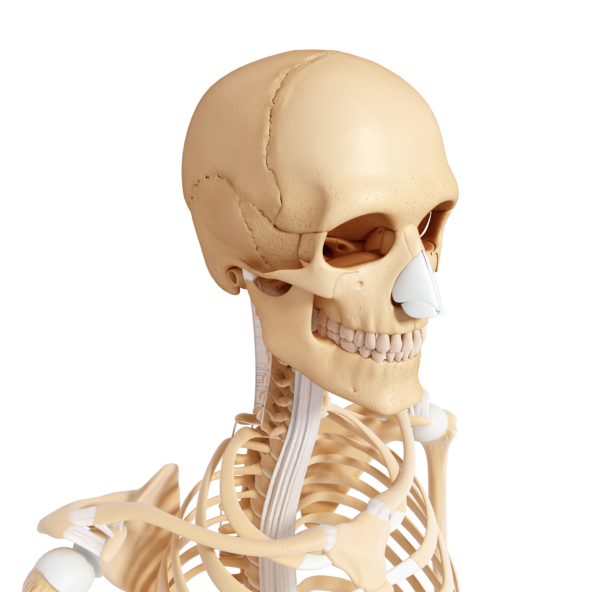 人体骨骼根部：颅骨和脊柱