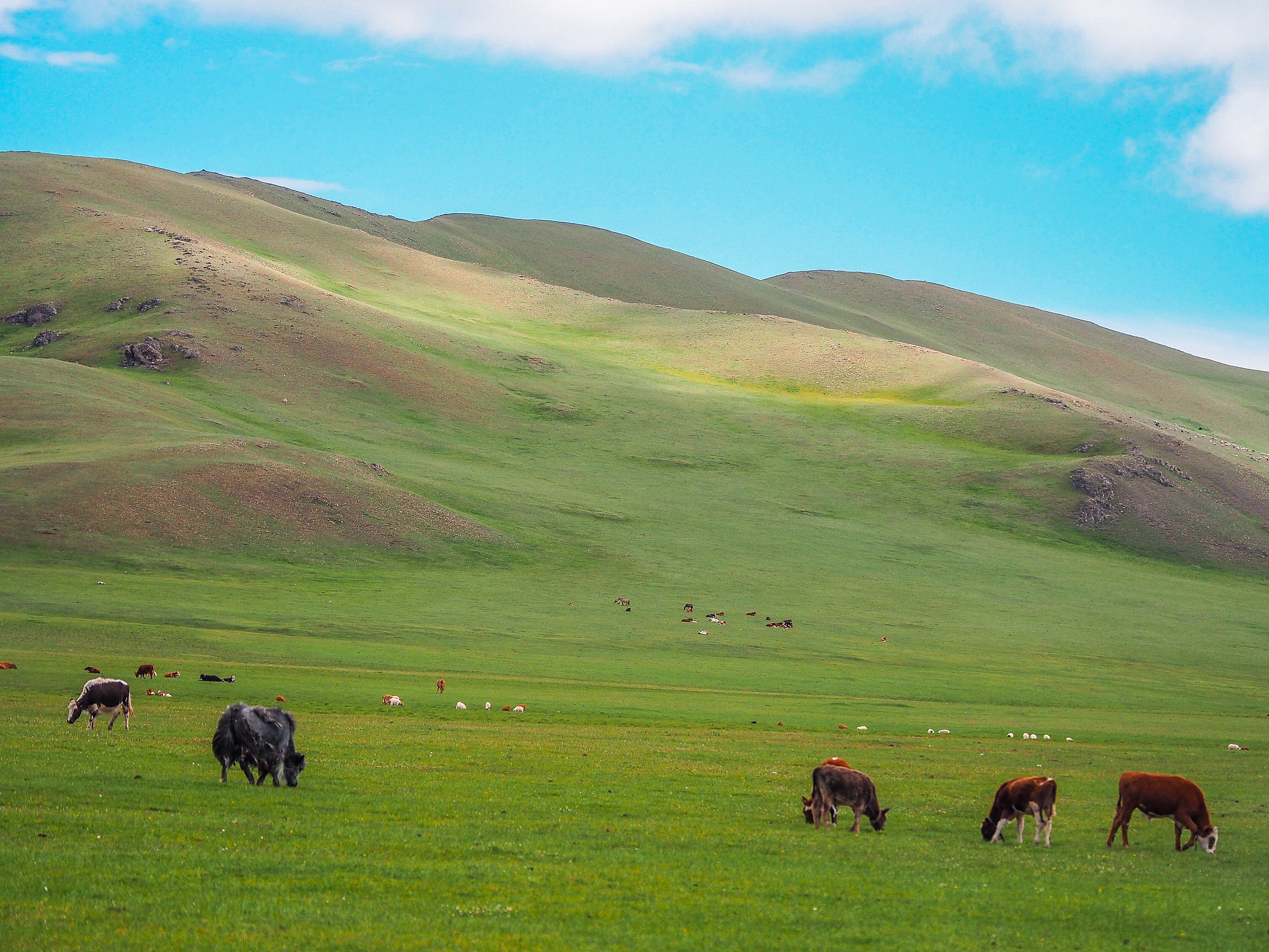 翻译The purity ofthe colour white imbues almost anything of this hue with a sacred quality for nomadic peoples ofthis region from bone to shell to milk