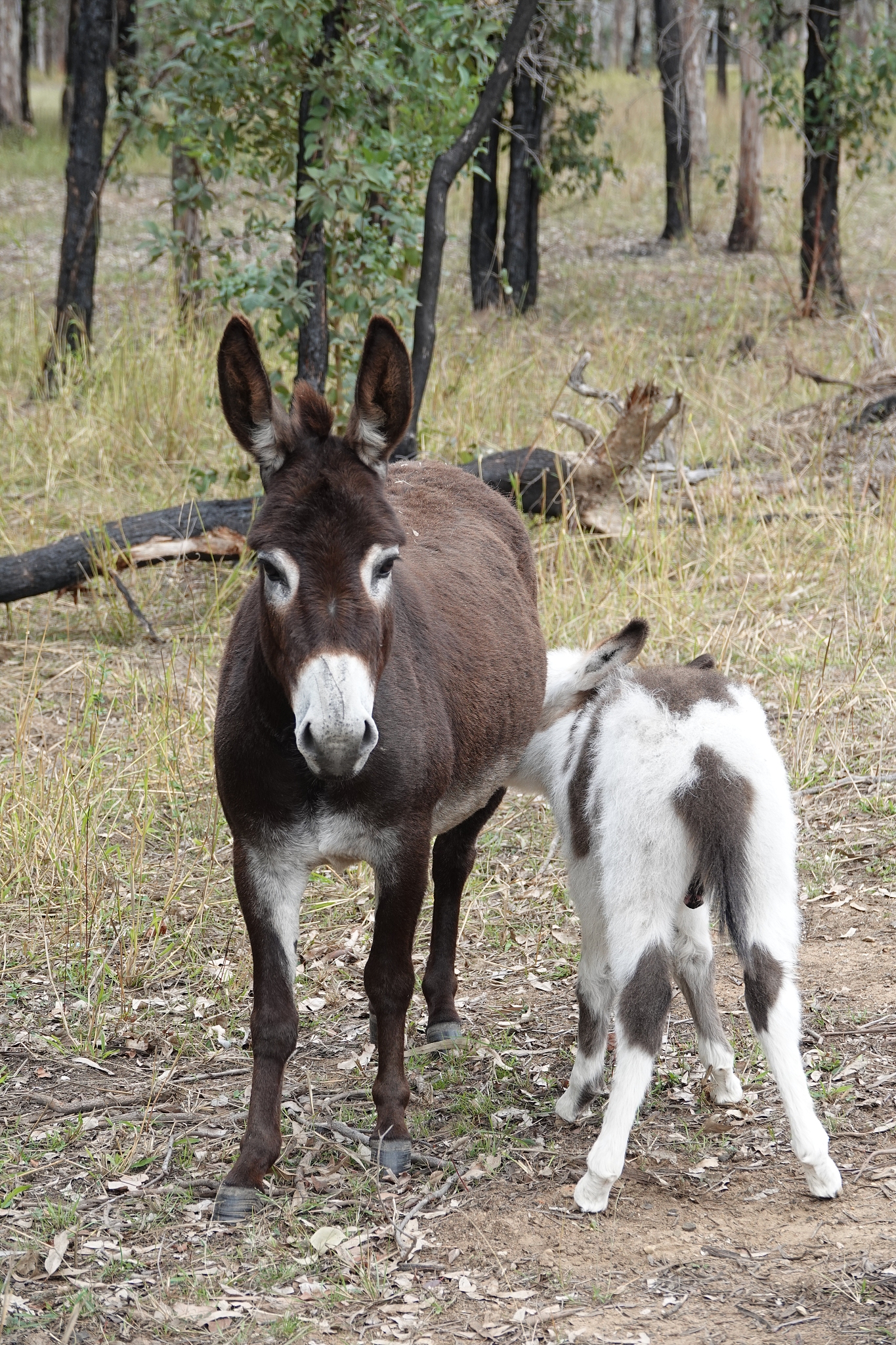 mother donkey nursing her foal young colt