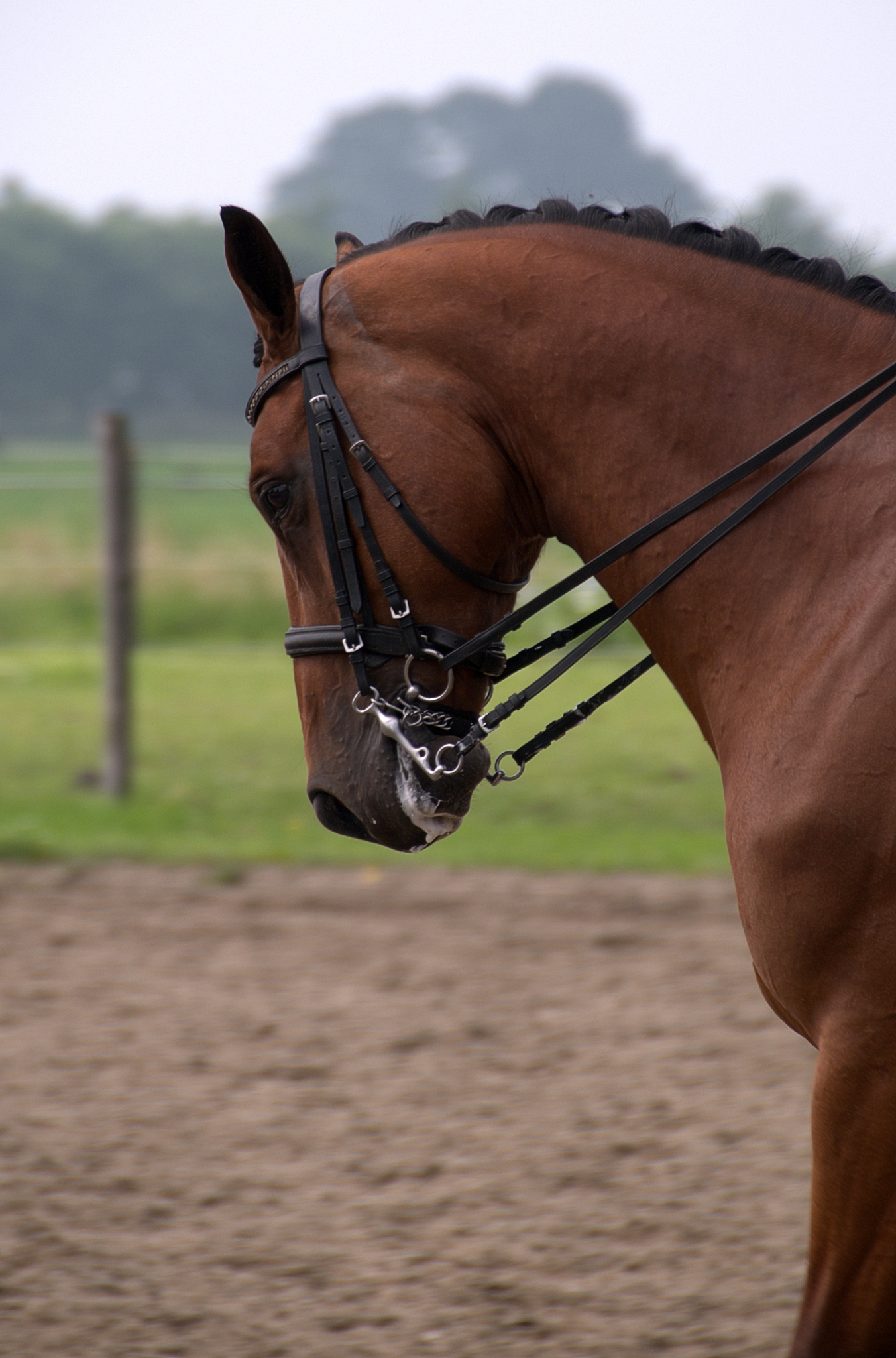 dressage horse