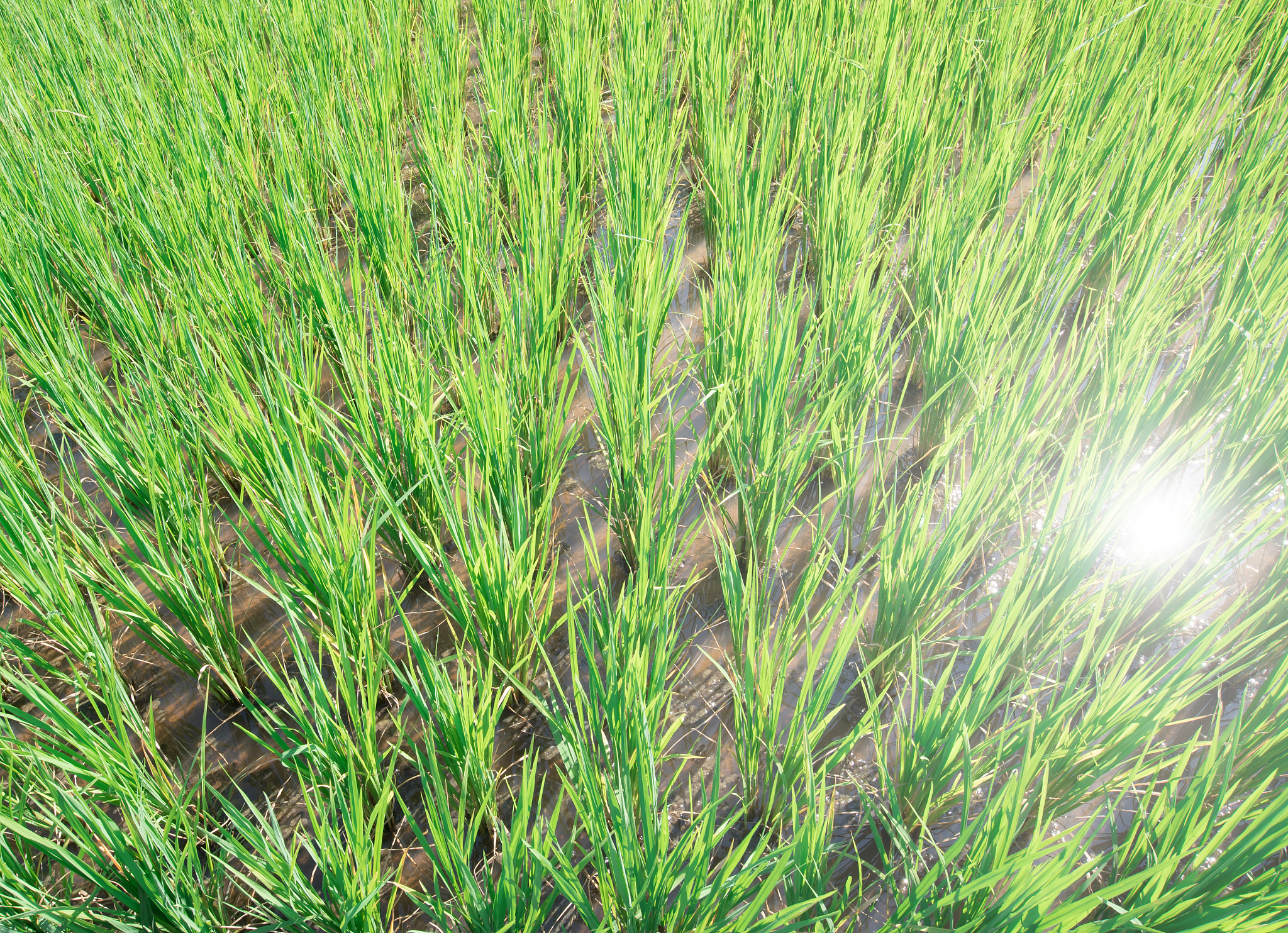 小麦病虫害综合防治技术研究综述