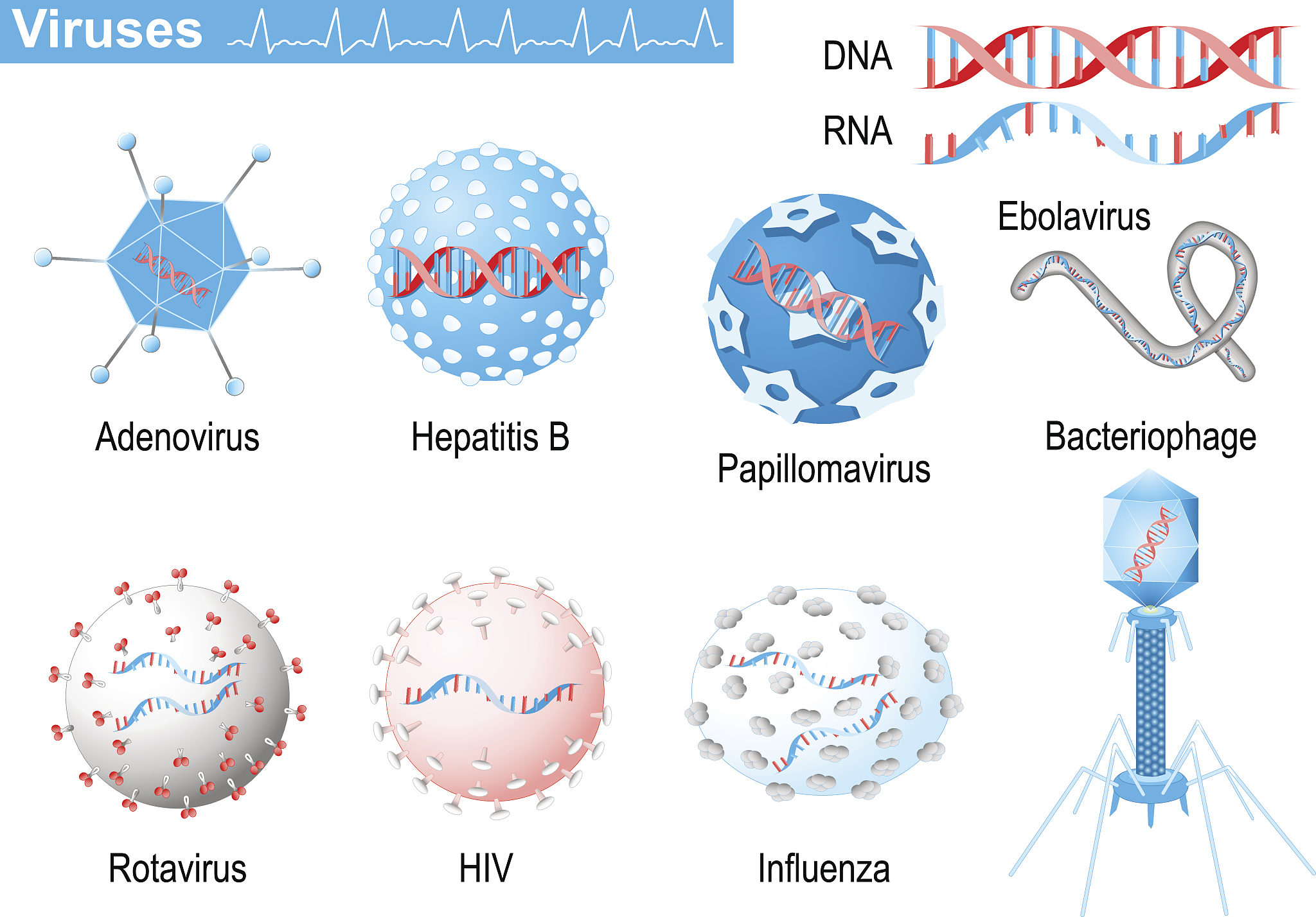 viruses. rna and dna. medical infographic set with icons of viru