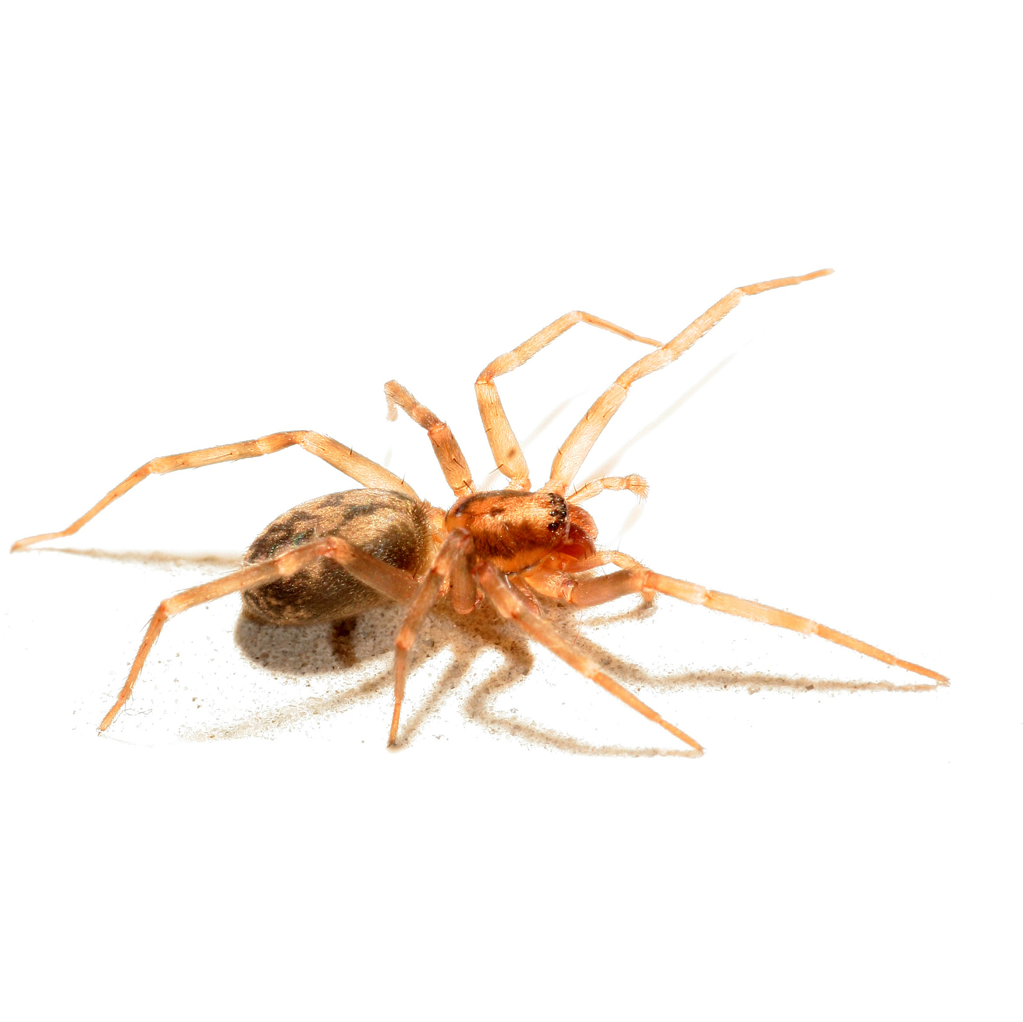 scrapy框架 CrawlerRunner使用