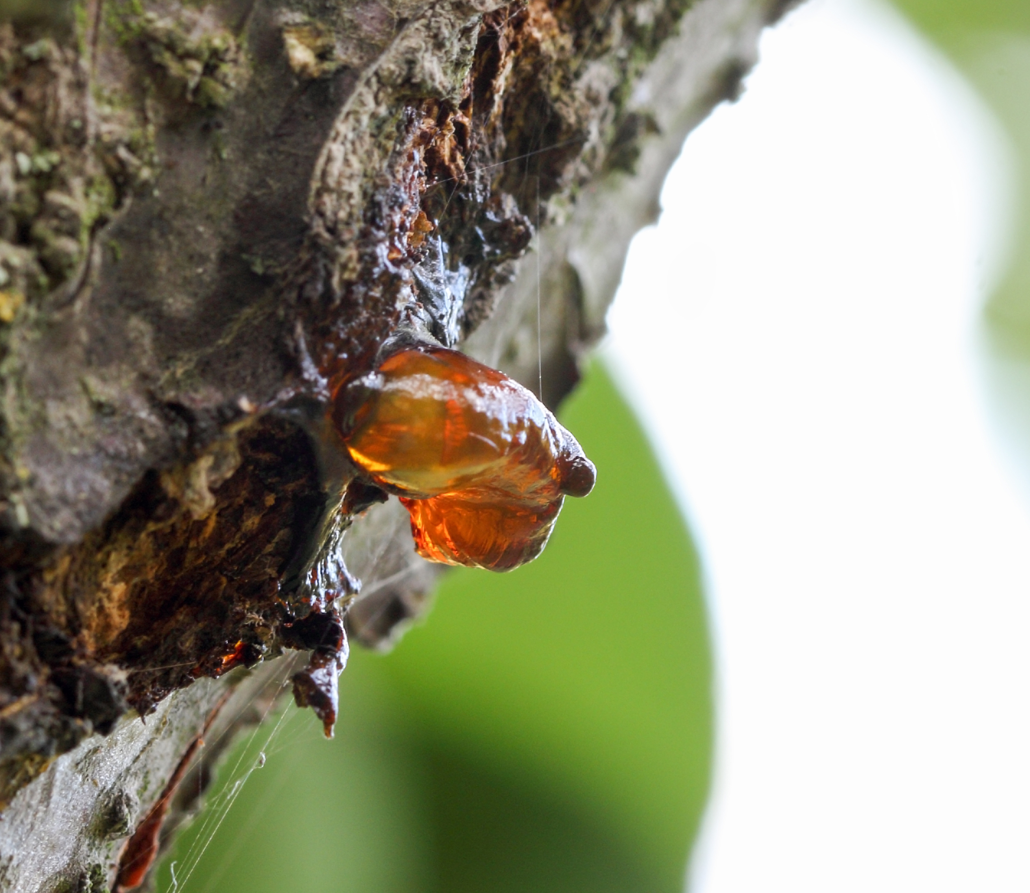 hanging yellow cherry resin on the cherry tree bark.