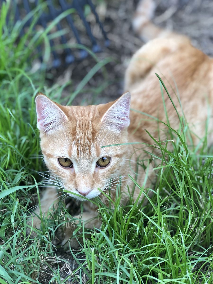 世界上最小的猫科动物：锈斑豹猫