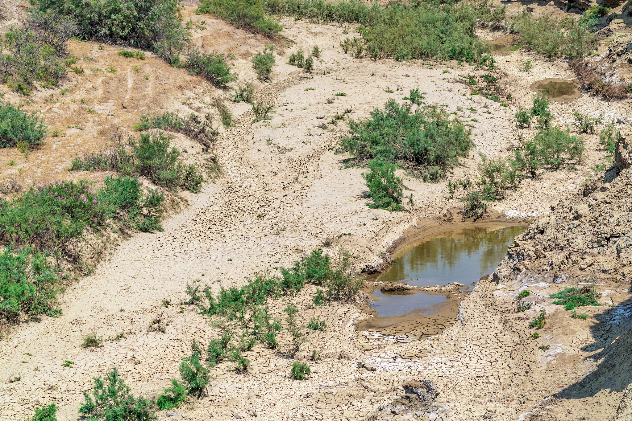 秦王川湿地土壤类型及特征