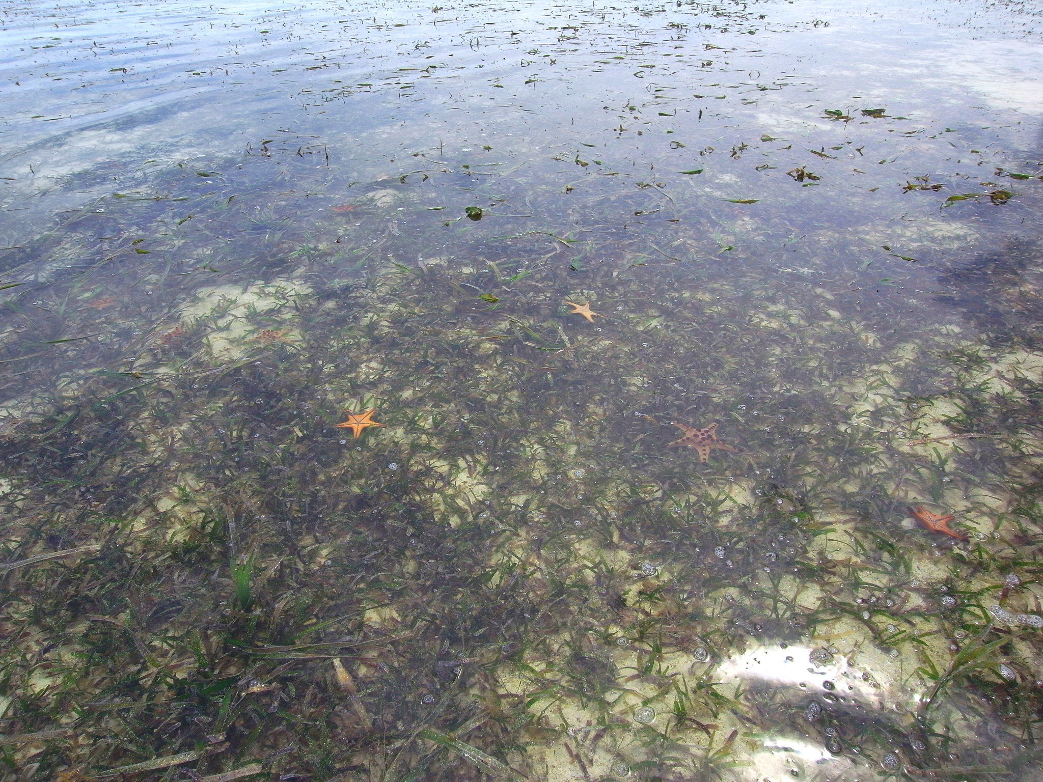 starfishs and seaweeds