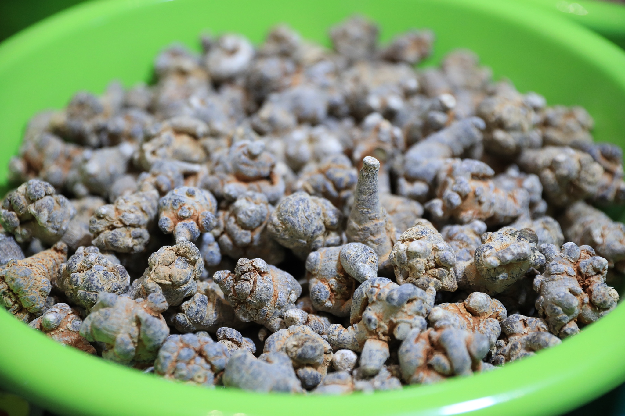 文山三七的发展现状