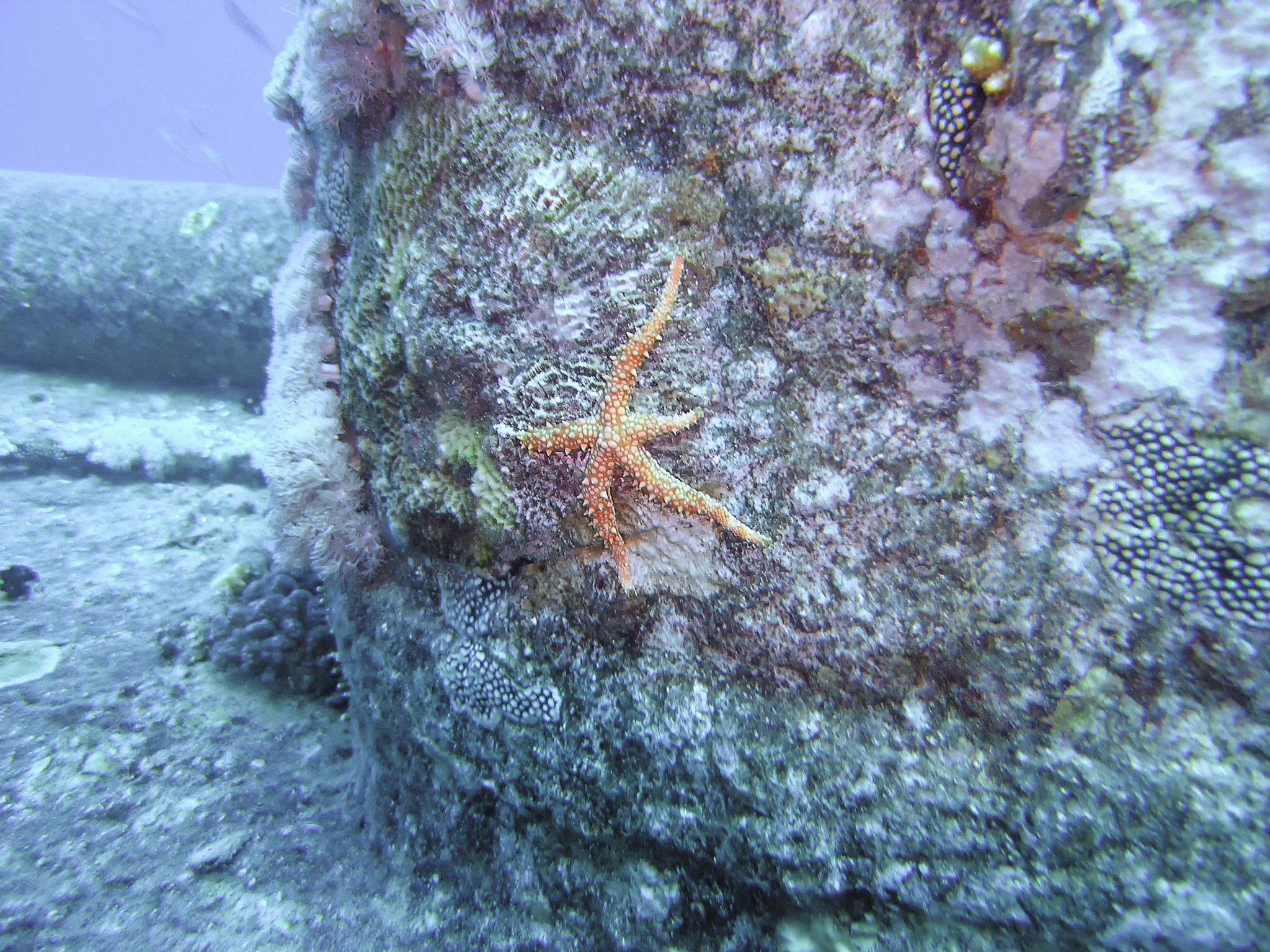 请用中文修改润色下面的文字可以适当扩写使其结构合理逻辑清晰请使用书面学术用语：根据图2-3所示的黑石礁岩相潮间带的5个采样断面的生物种类数结果可以得出大型底栖生物种类分布的变化规律。具体而言S5断面的大型底栖生物种类数最多为2150±451种而S2断面的大型底栖生物种类数最少为1375±395种其物种数仅为S5断面物种数的6395。S1、S3和S4断面的大型底栖生物种类数分别为2125±479种、