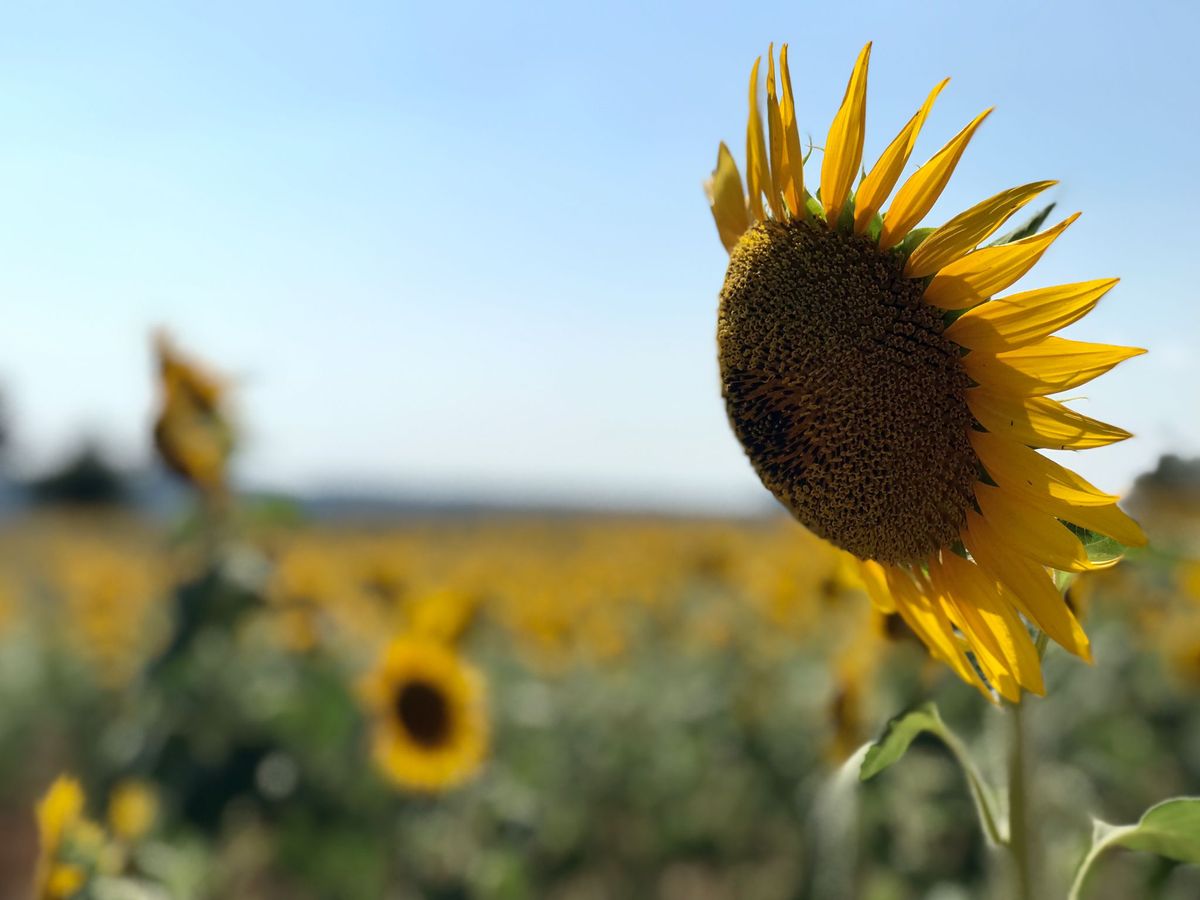 向日葵金句：迎难而上，充满希望和力量