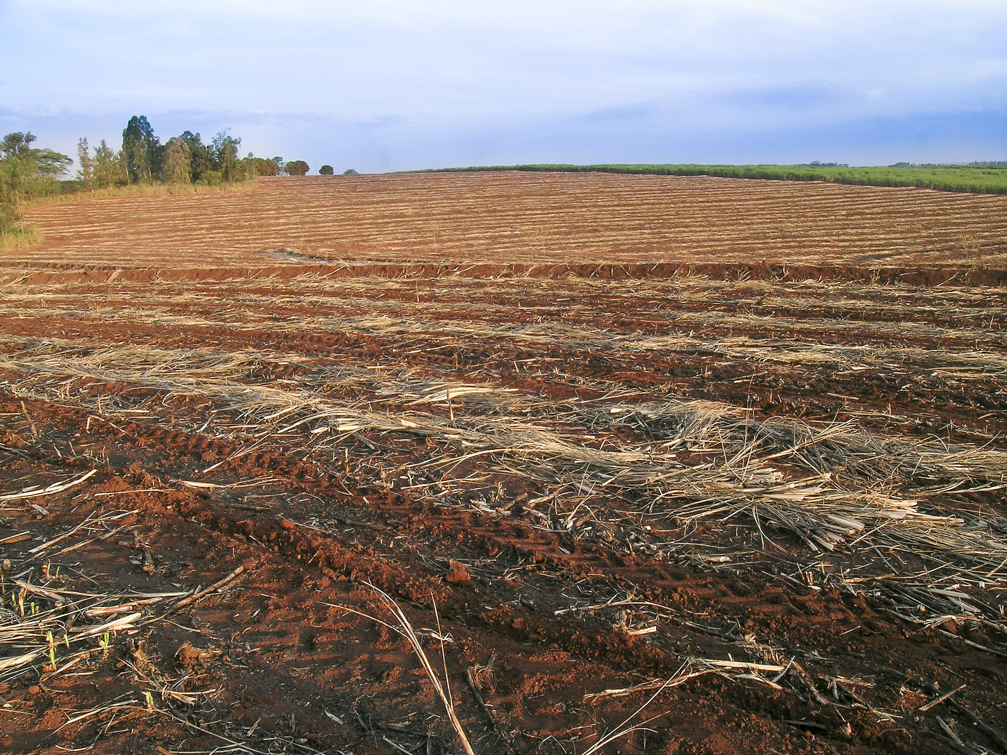 提高植物抗盐性的方法和方案