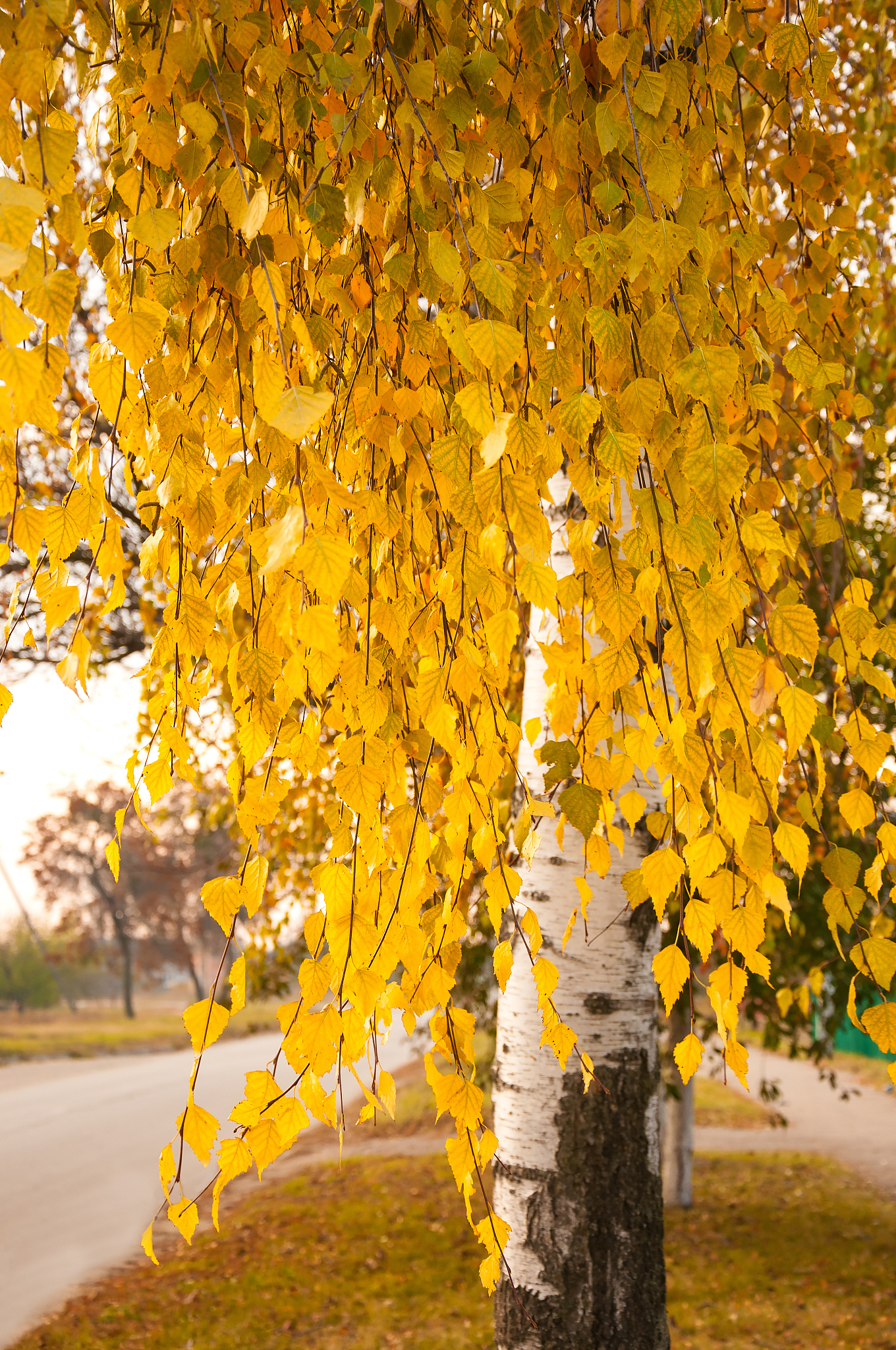 用以下内容帮我写一个新闻稿文案一、年年康银杏叶精口服液有没有效果二、年年康银杏叶精口服液是真的吗