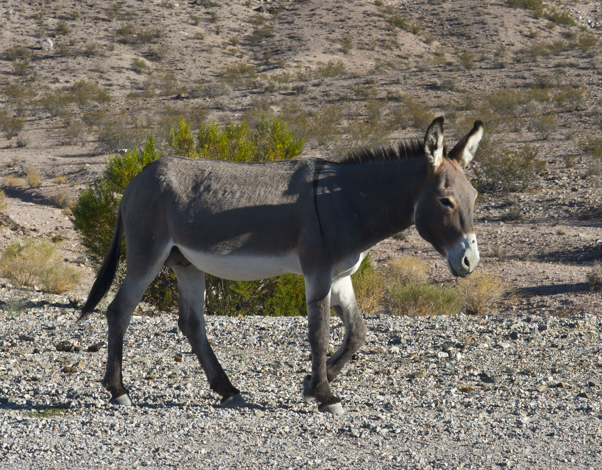nevada, beatty, wild burro in beatty along state highway 374