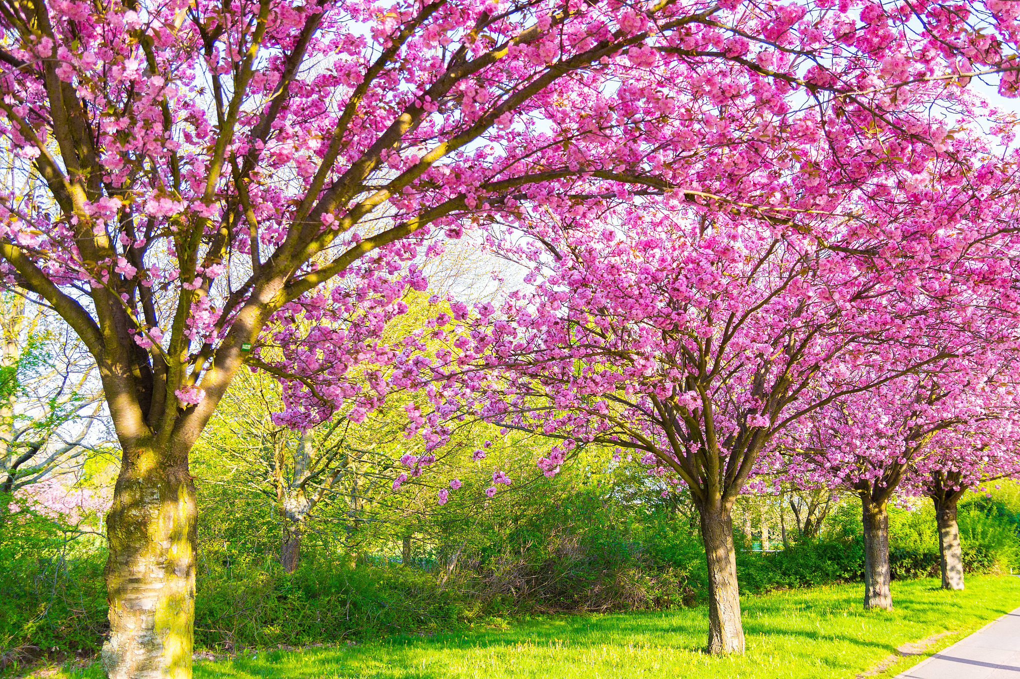 kirschblüte - sakura