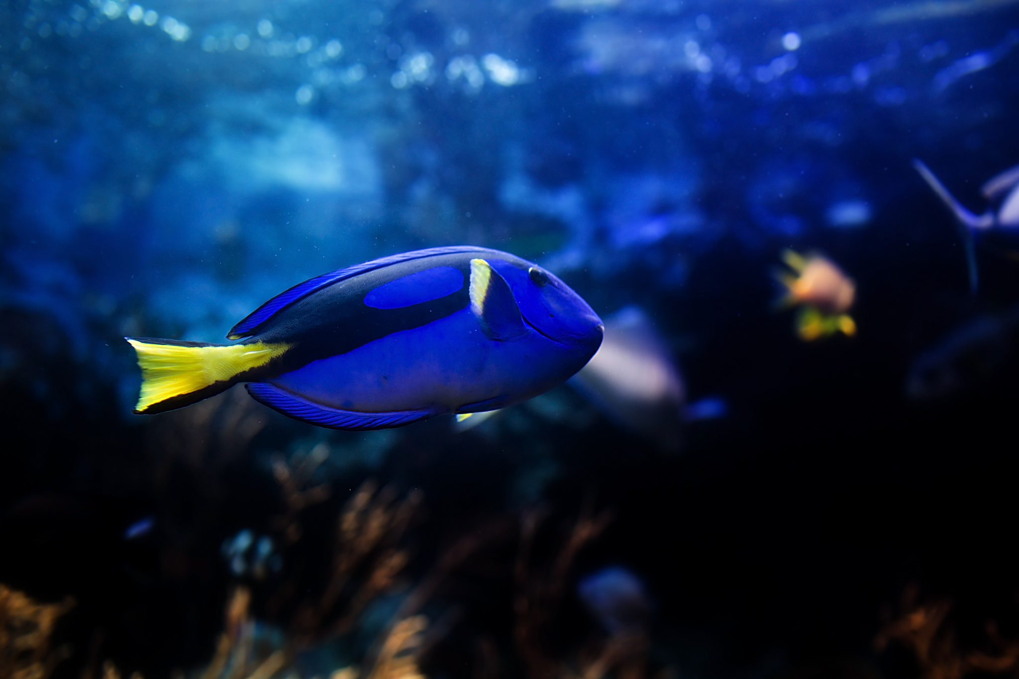 aquarium fish