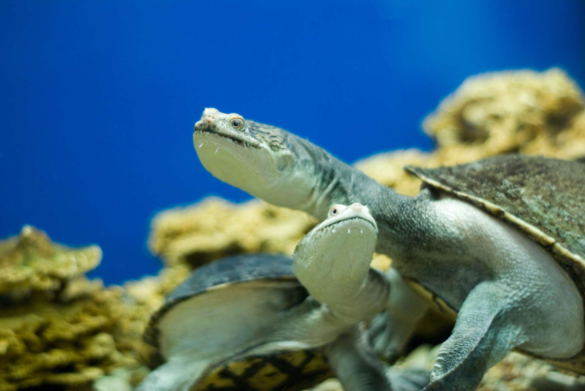 water turtle