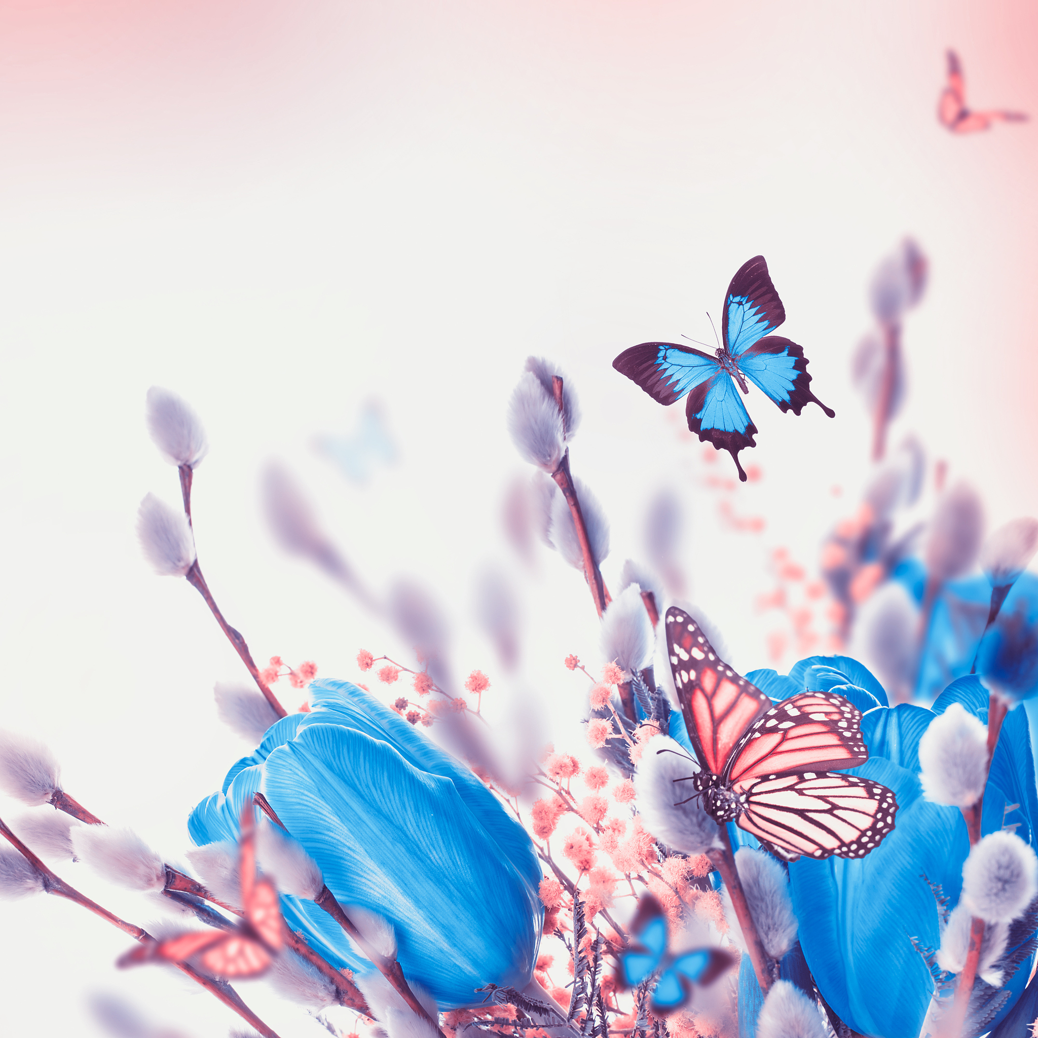 蝴蝶的爱：今生只为你停留