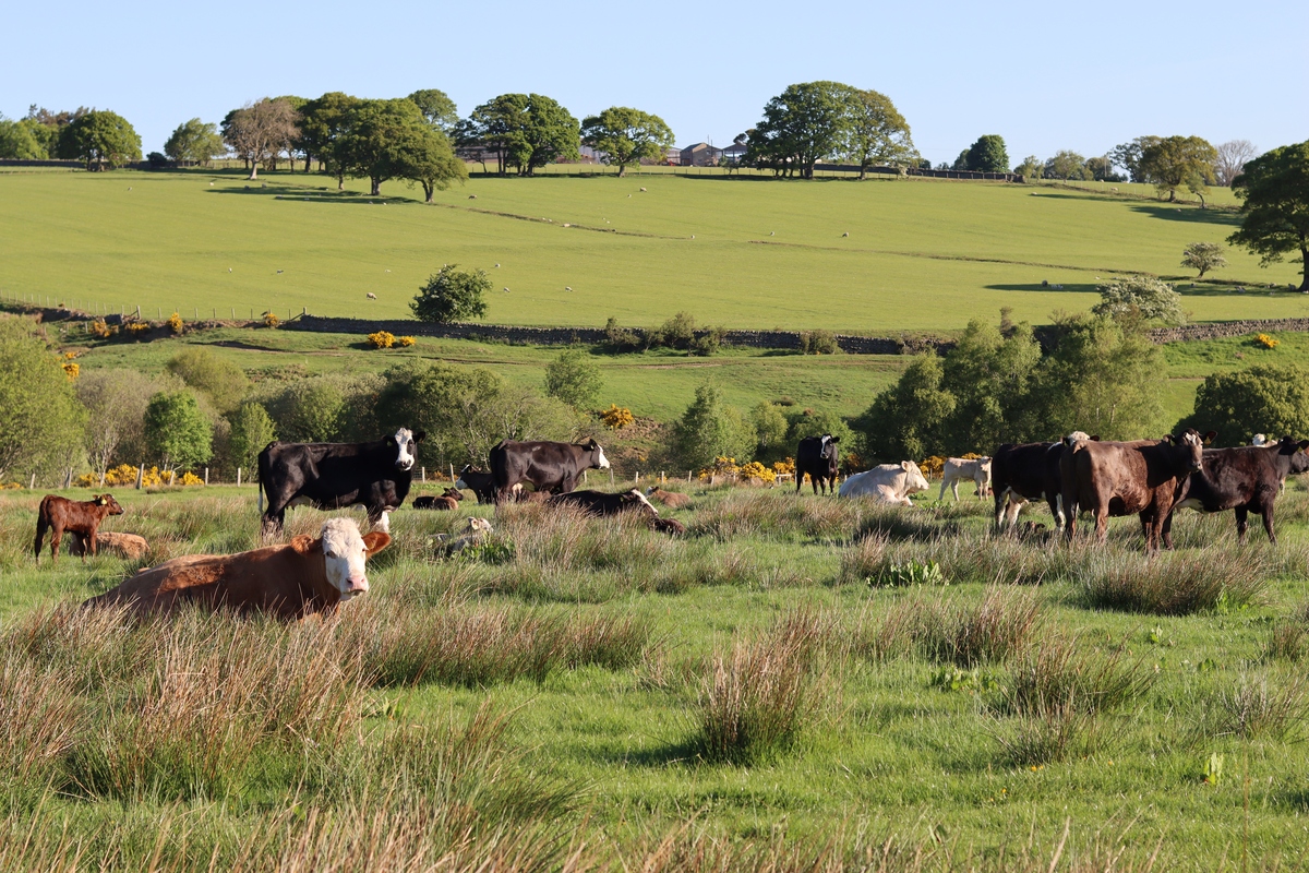 Cows Slowly Grazing on Open Grassland