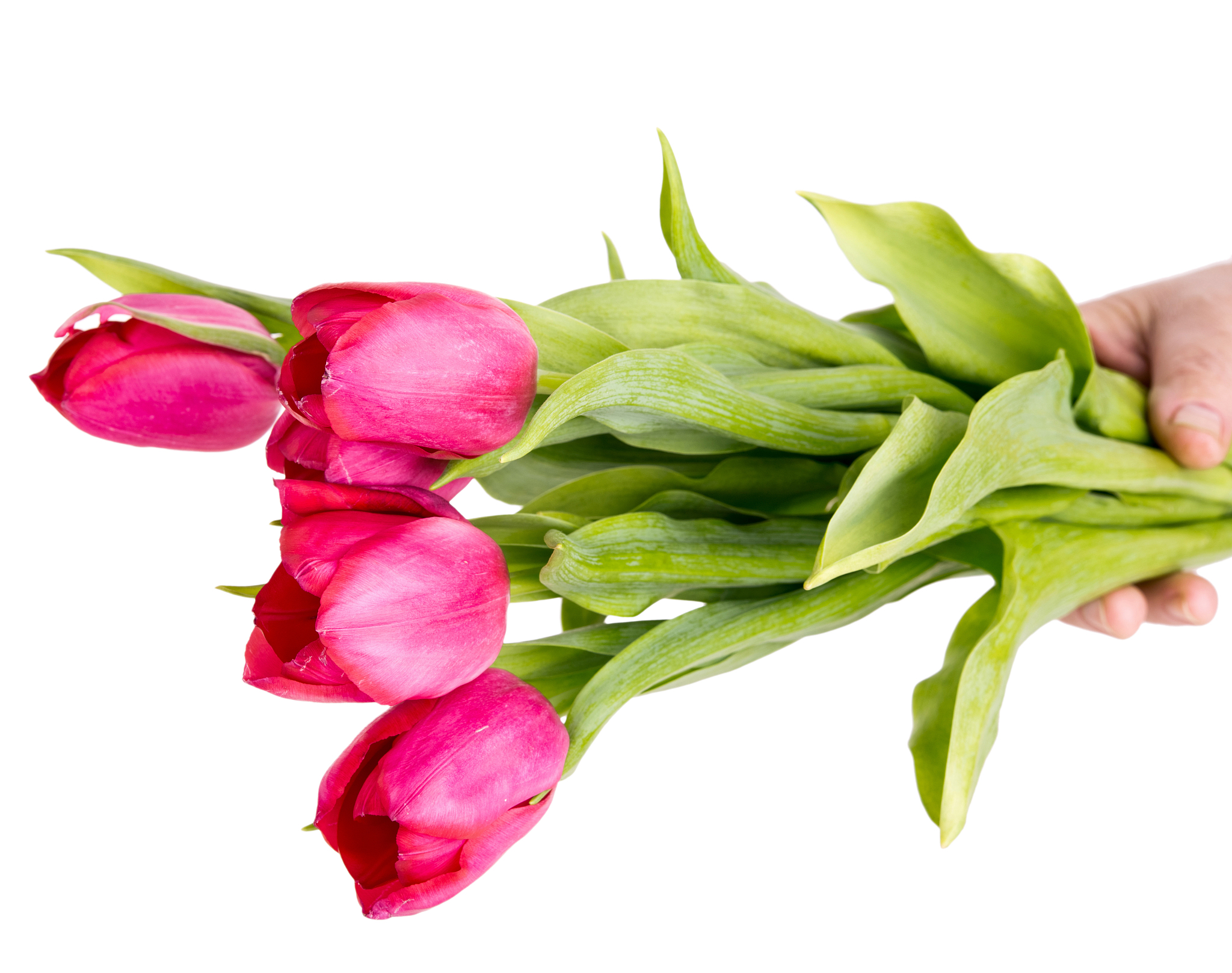 pink tulips in a female hand