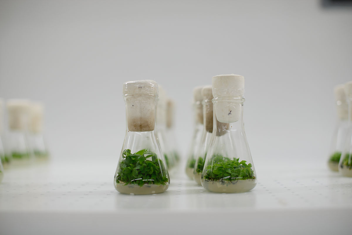 推荐与如下观点相似的已发表文献 海水低营养条件下微型浮游植物光合速率下降时导致硅藻初级生产增加