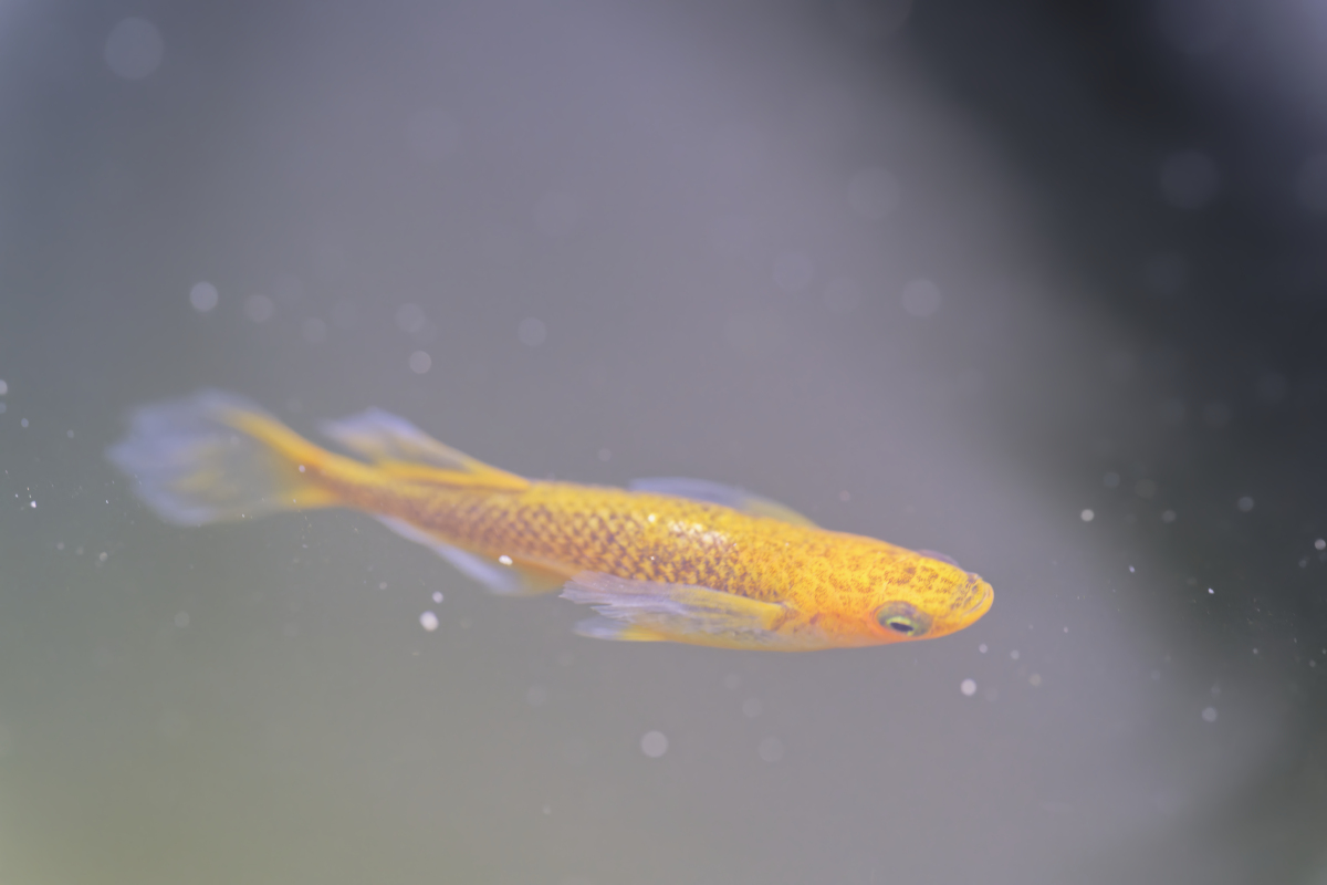 FISH AND FISHERIES 期刊研究范围：鱼类生态、资源管理、生物学、渔业生态和经济