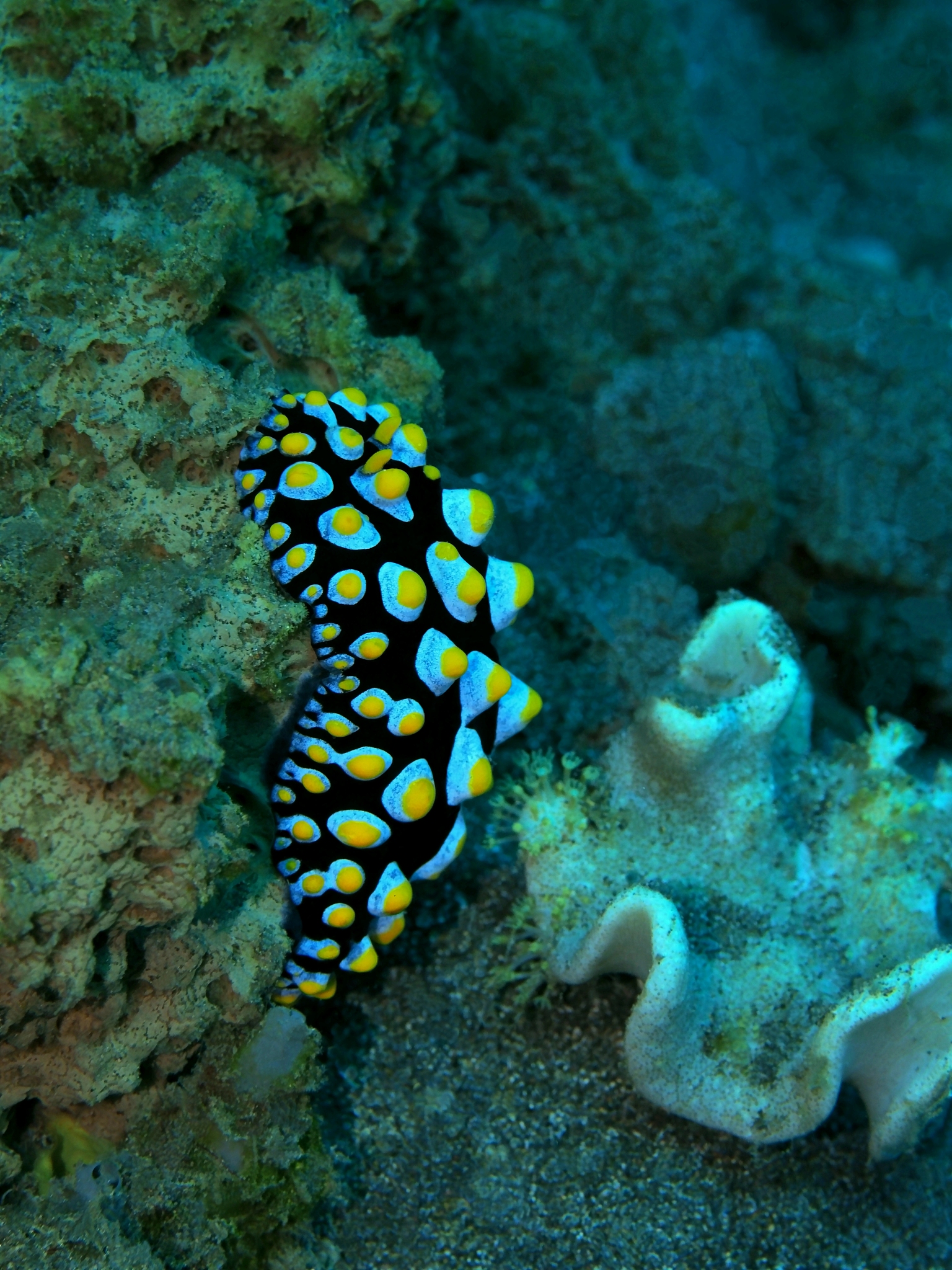 sea slug