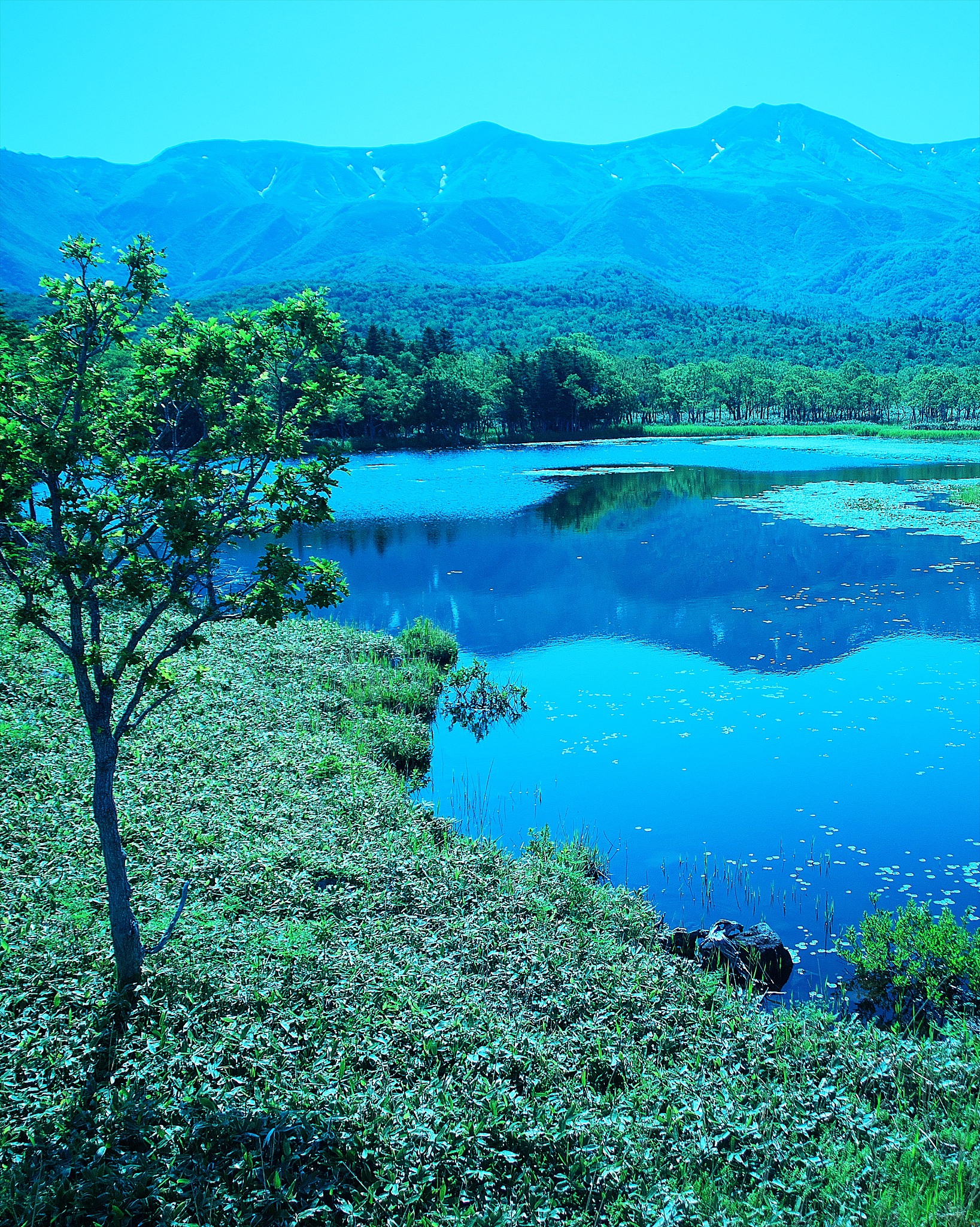 following this form finish the table The theme of the speech is the symbol of China1 Tentative Title of the Speech 2 How are you going to design Central Idea 3 In complete sentense write out the two o