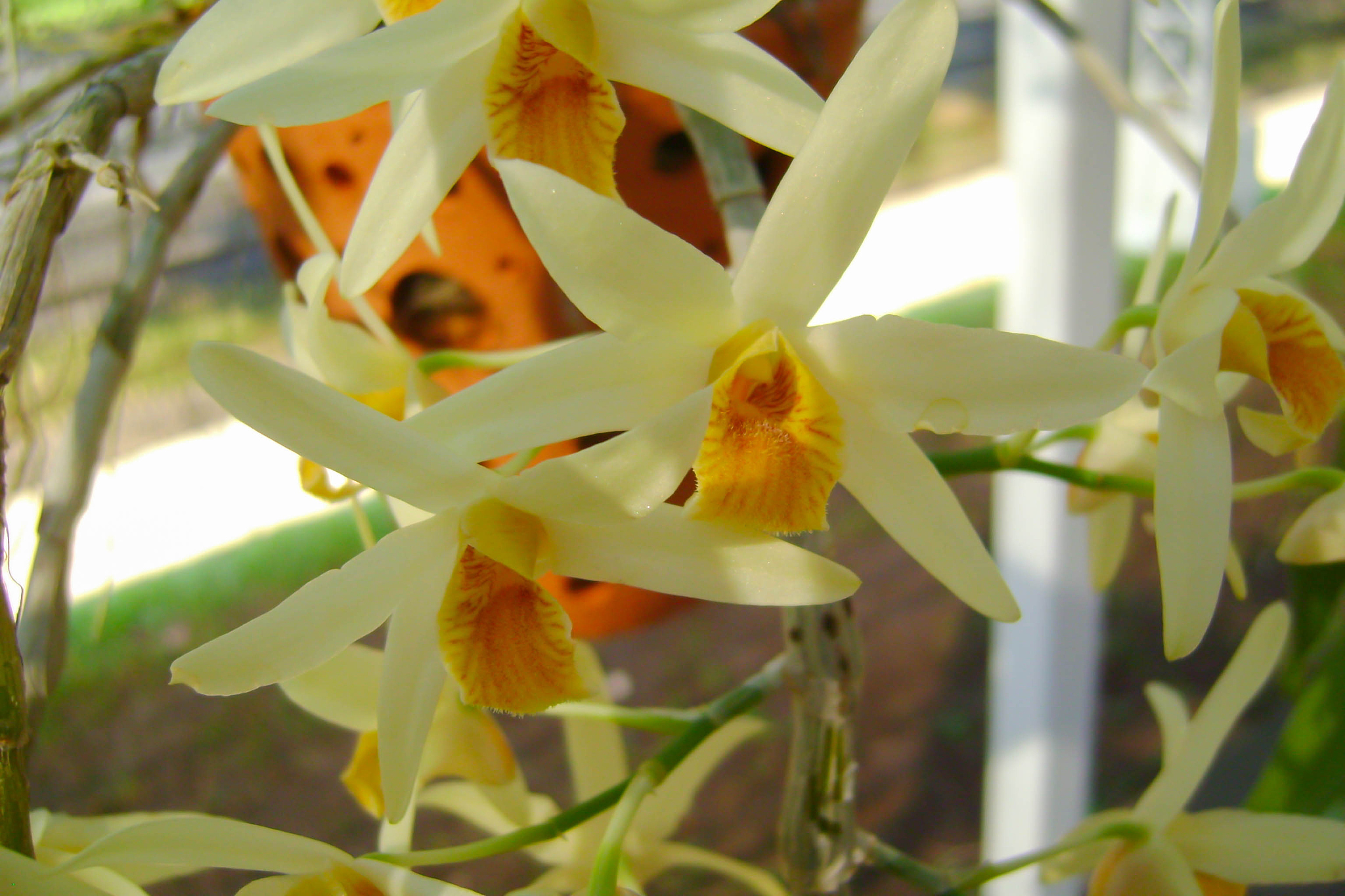 orchid flower in garden at winter or spring day