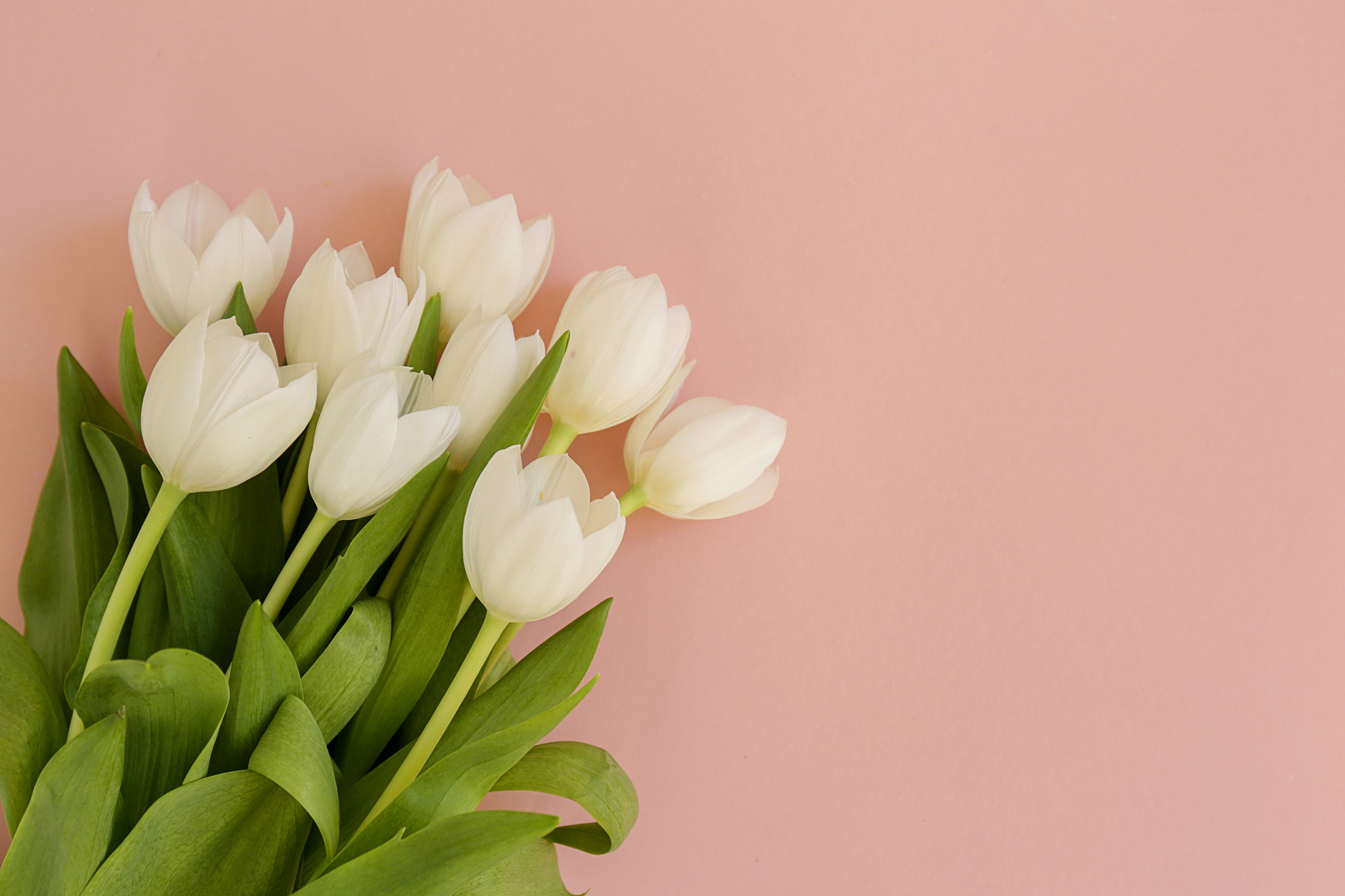feminine flower composition with pale pink tulips.