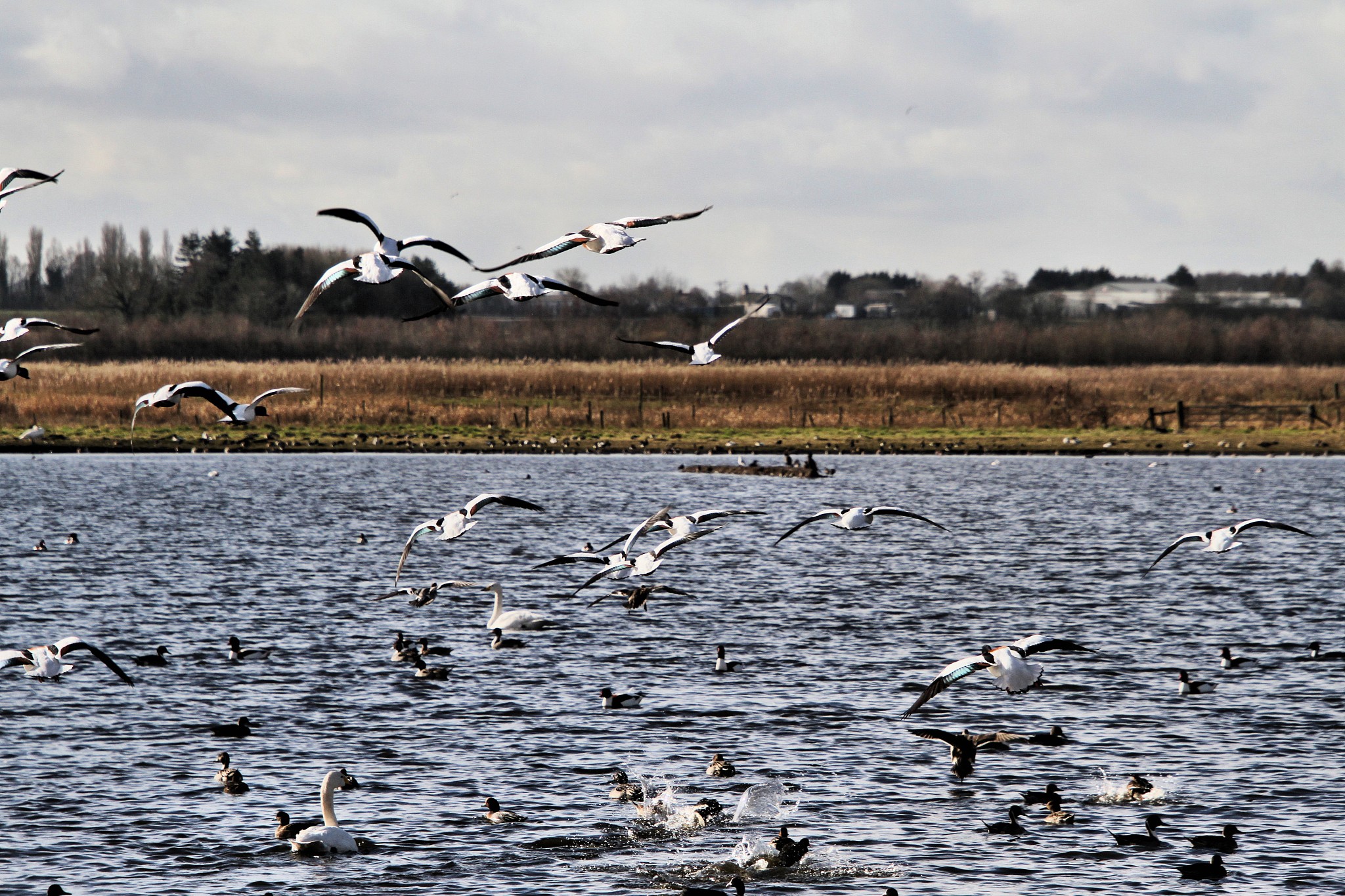 a picture of some shelducks flying