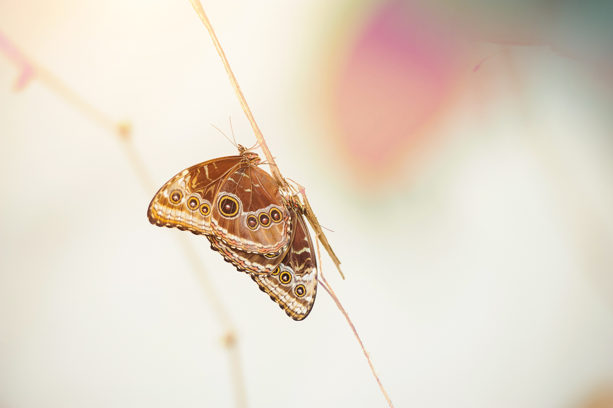 two blue morpho butterfly sitting on a thin straw