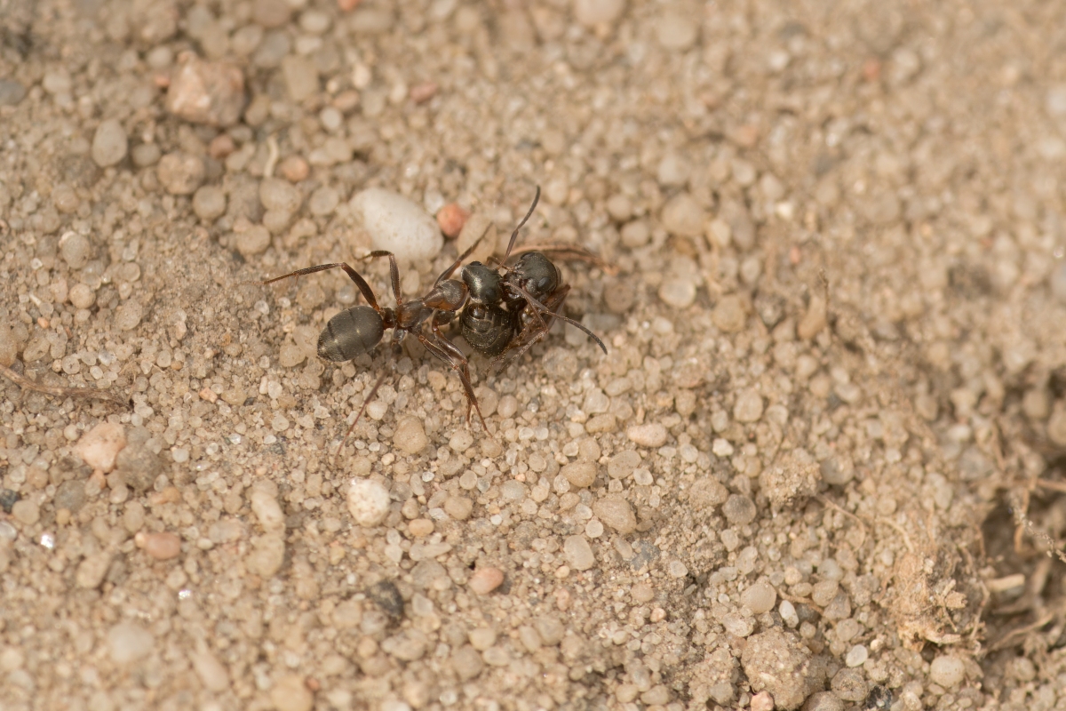 红火蚁肆虐：一场被忽视的生态灾难