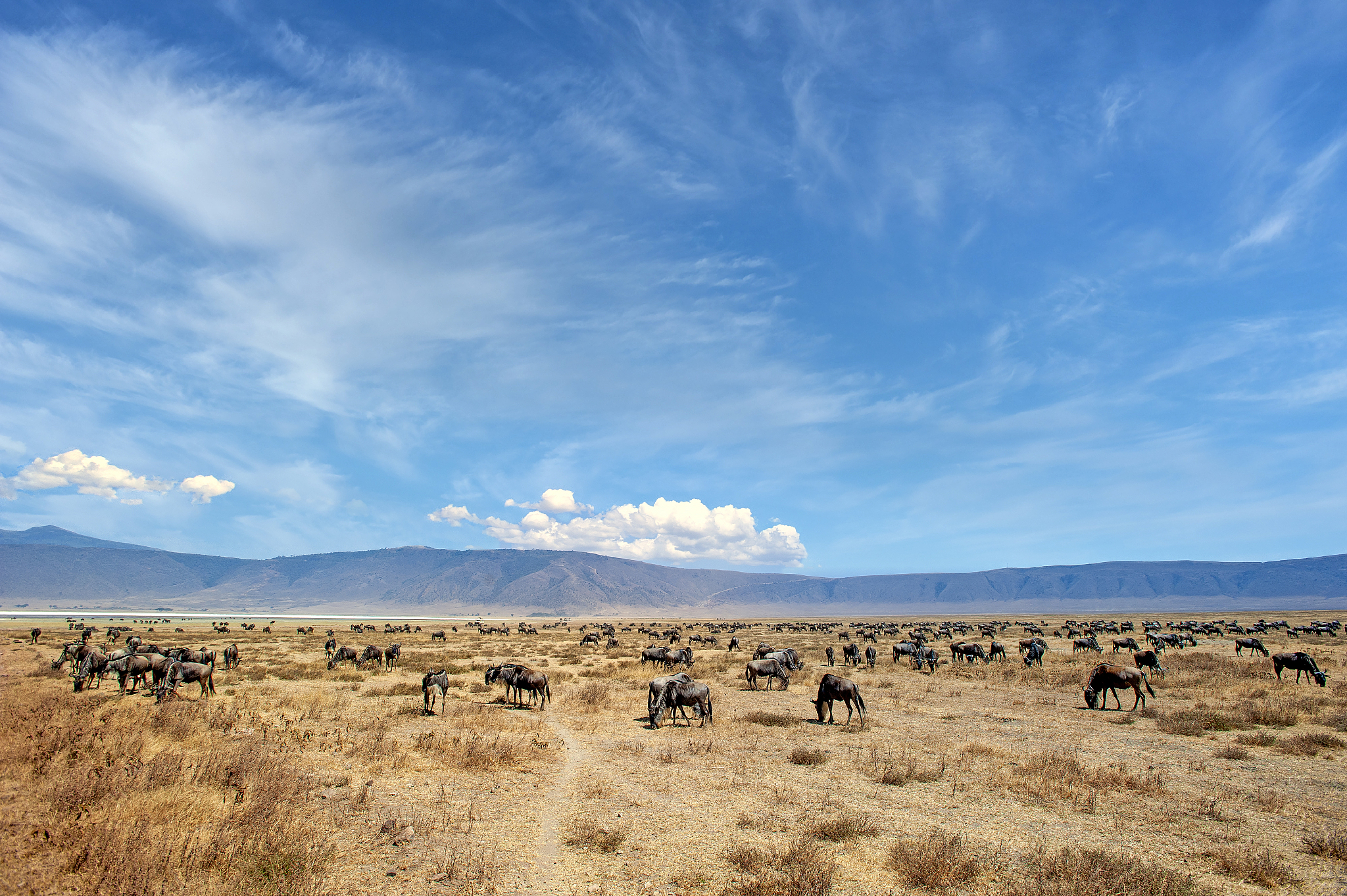 large herd of wildebeest in ngorongoro crater, tanzania