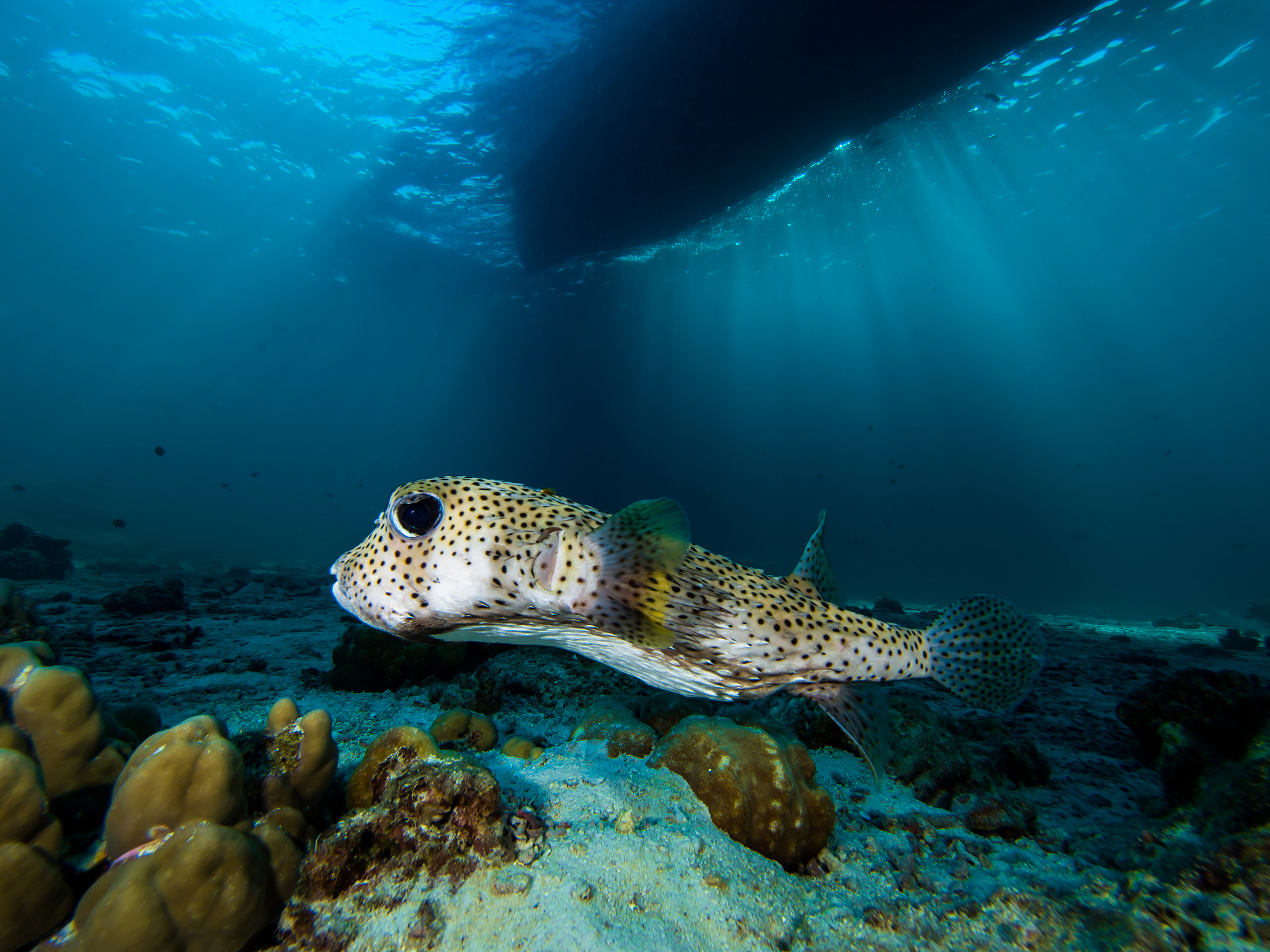 porcupine puffer fish