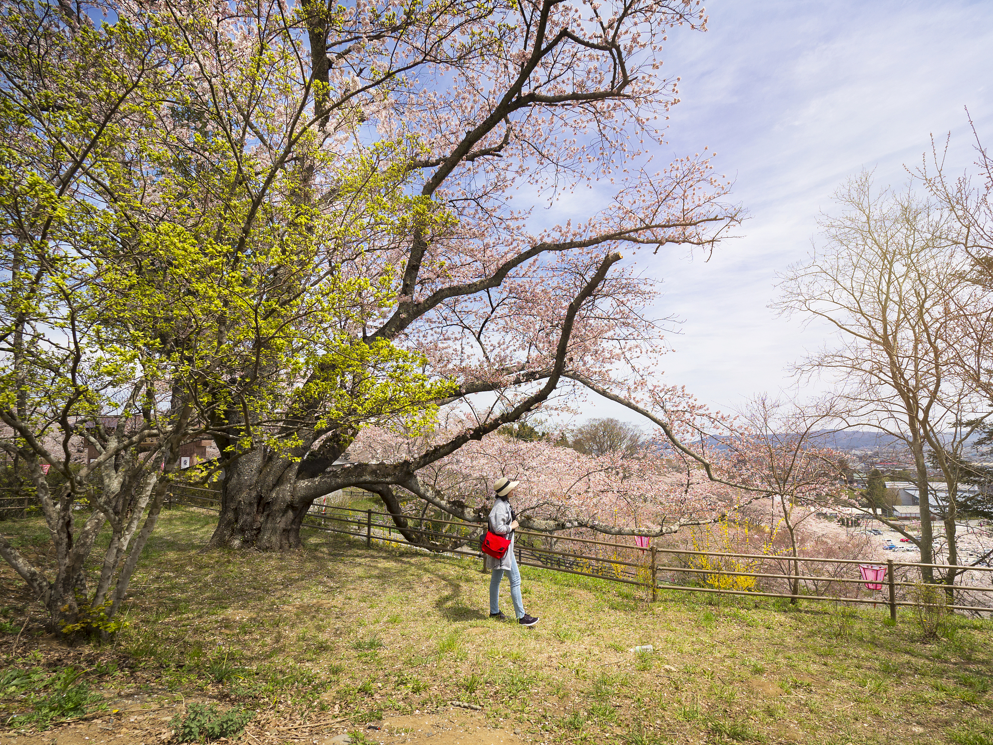 one women tourist in cherry blossom festival vacation japan.