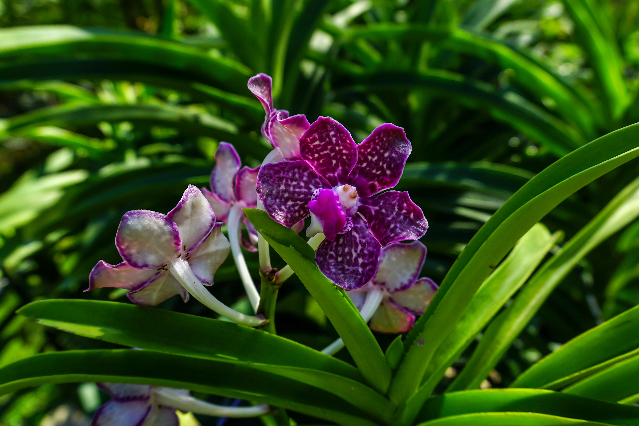 close-up of purple flowering plant