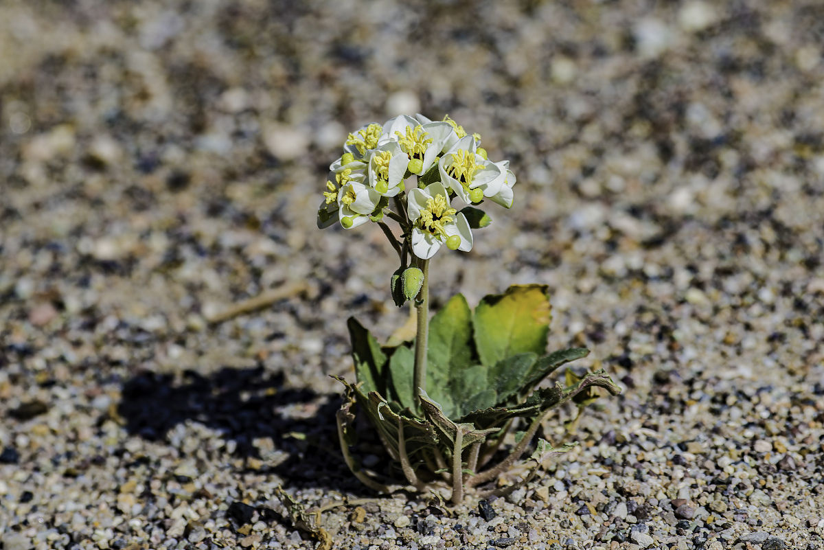 希腊希俄斯乳香是骗局吗回答加拓展。