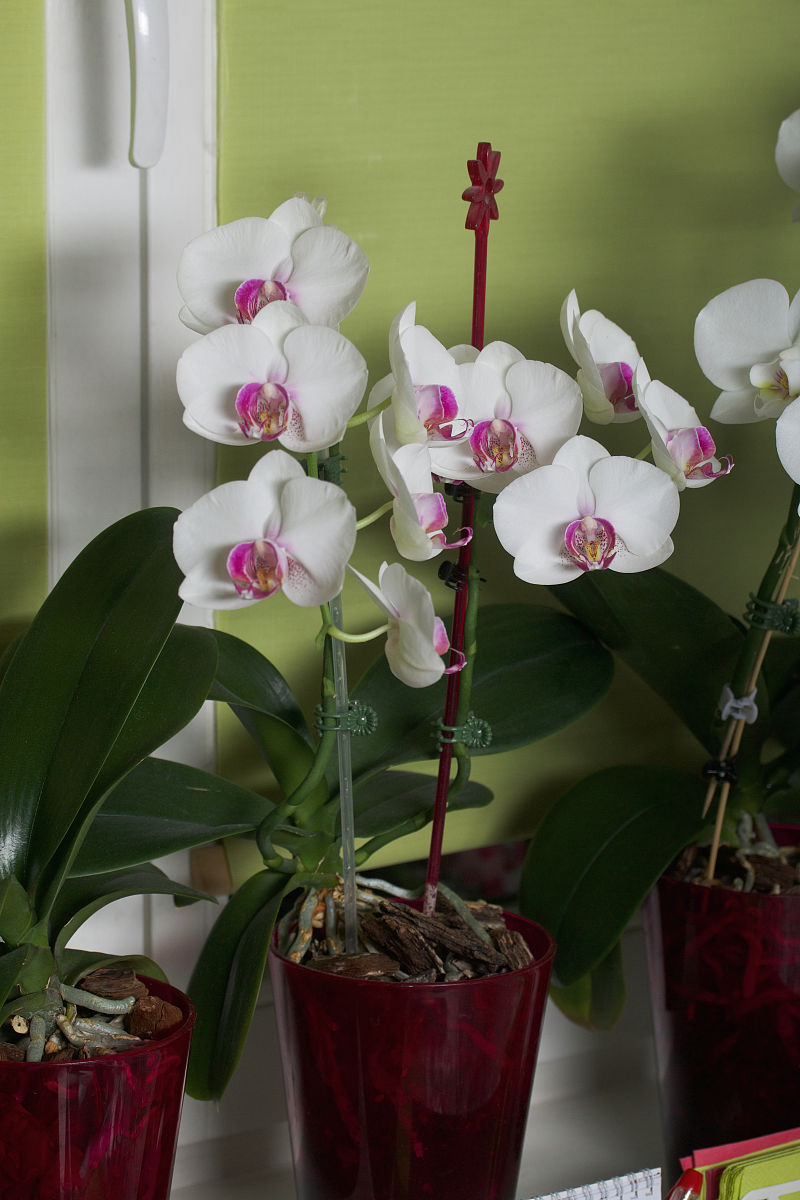 蝴蝶兰第二年还会开花吗？会不会枯萎400字