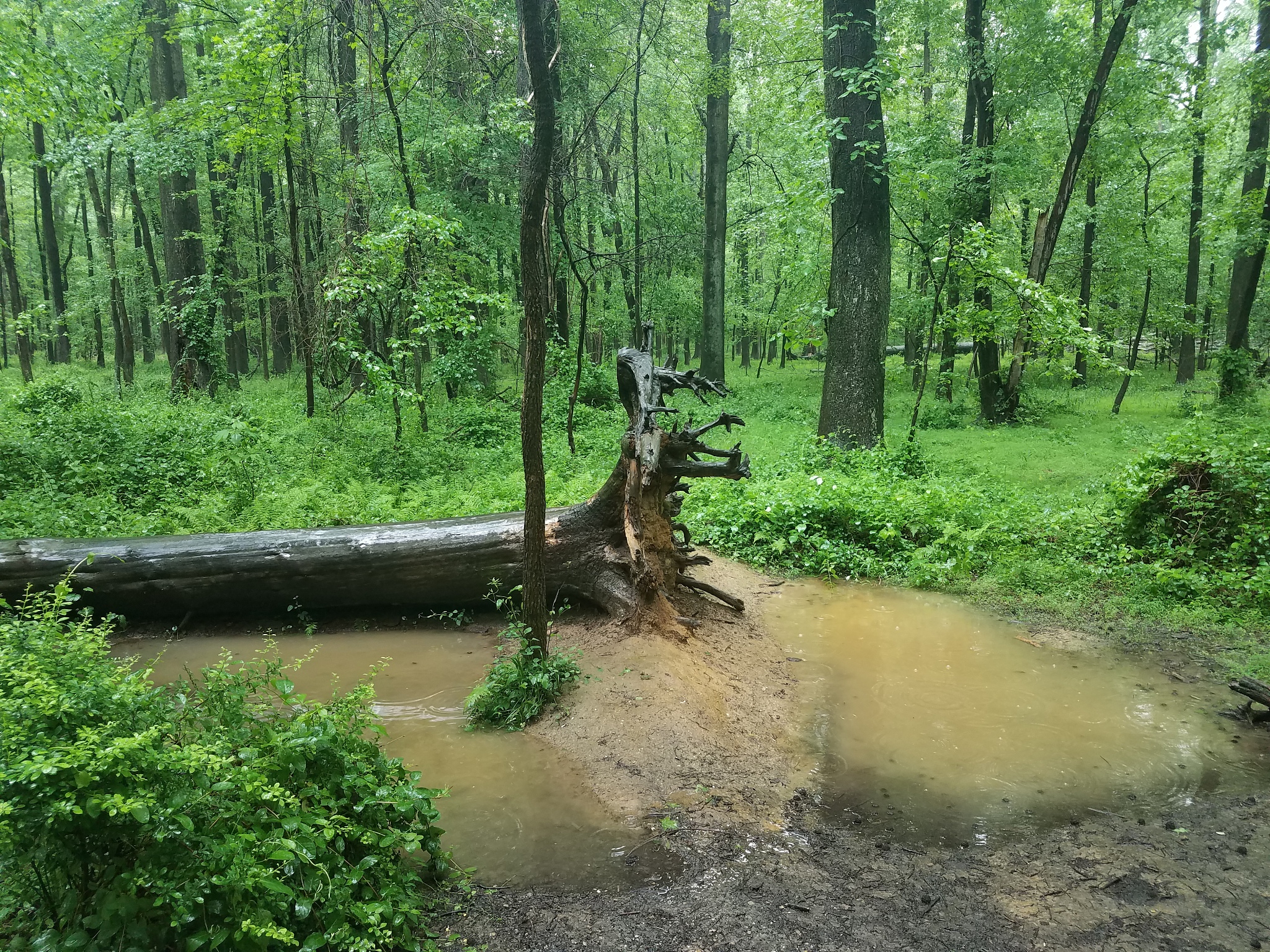 用自己的理解分析什么是林业资源不能抄袭他人观点和概念。