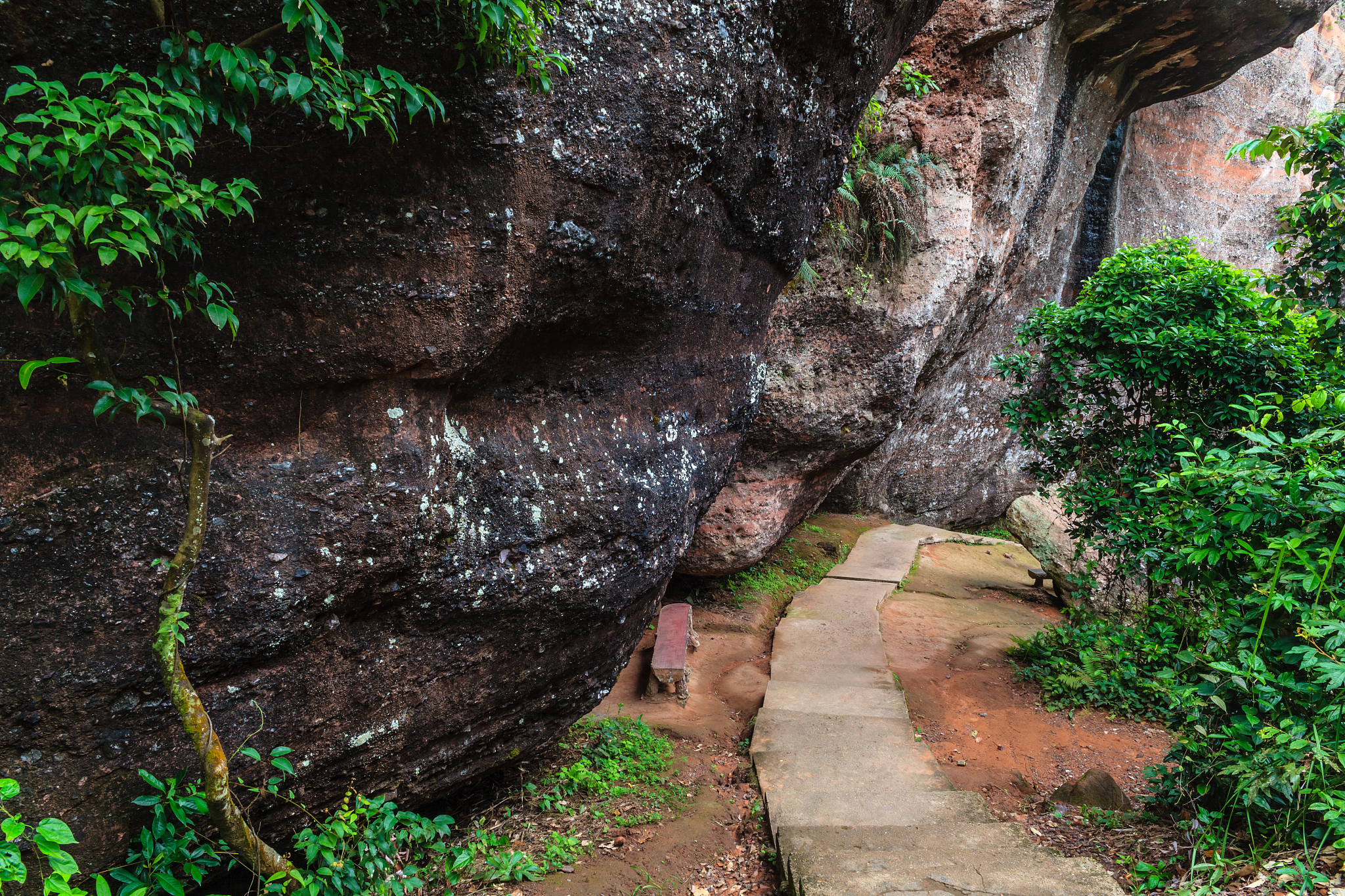 丹霞山野生植物辨认大赛推文预热活动报名 1000字