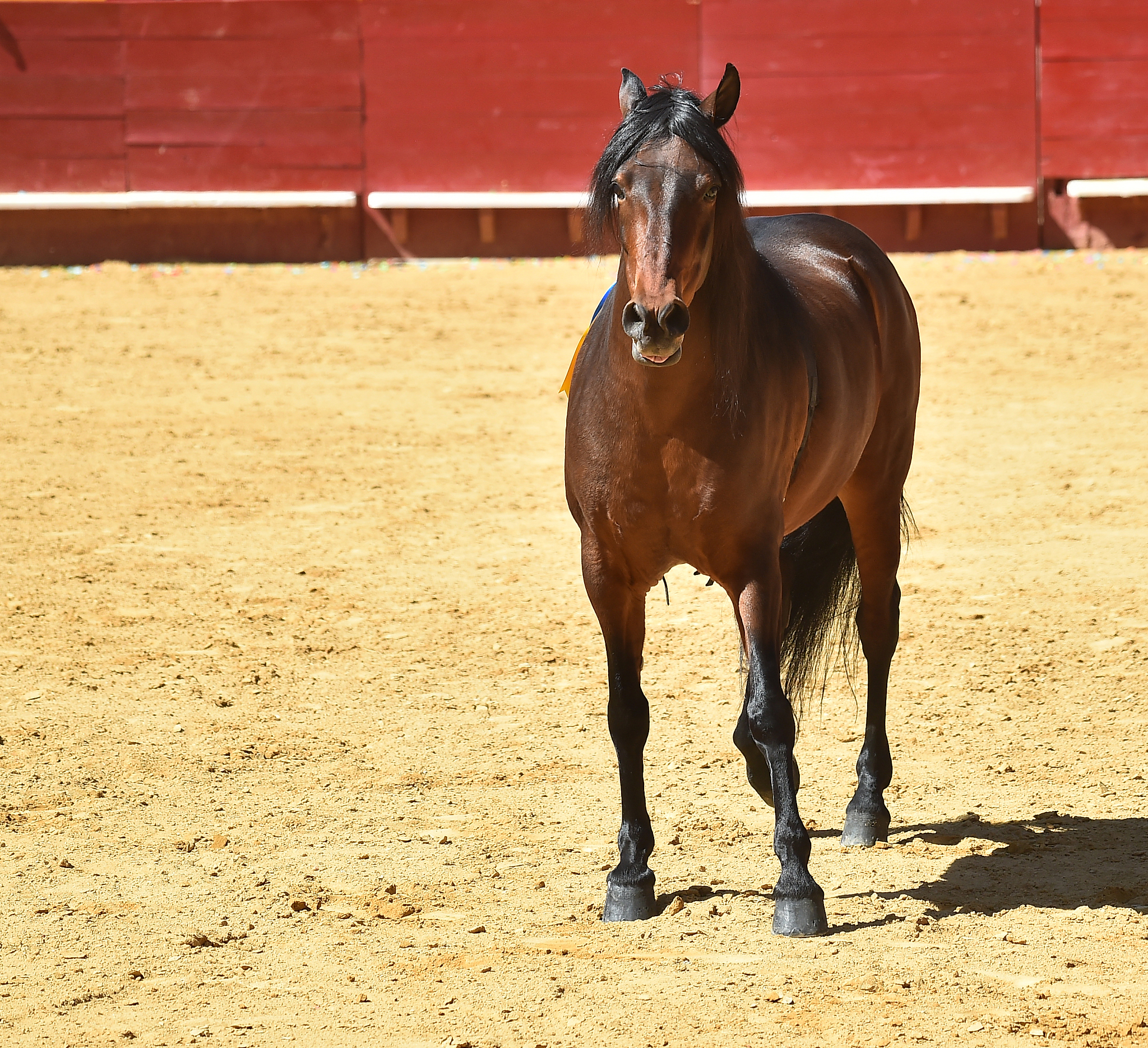 horse