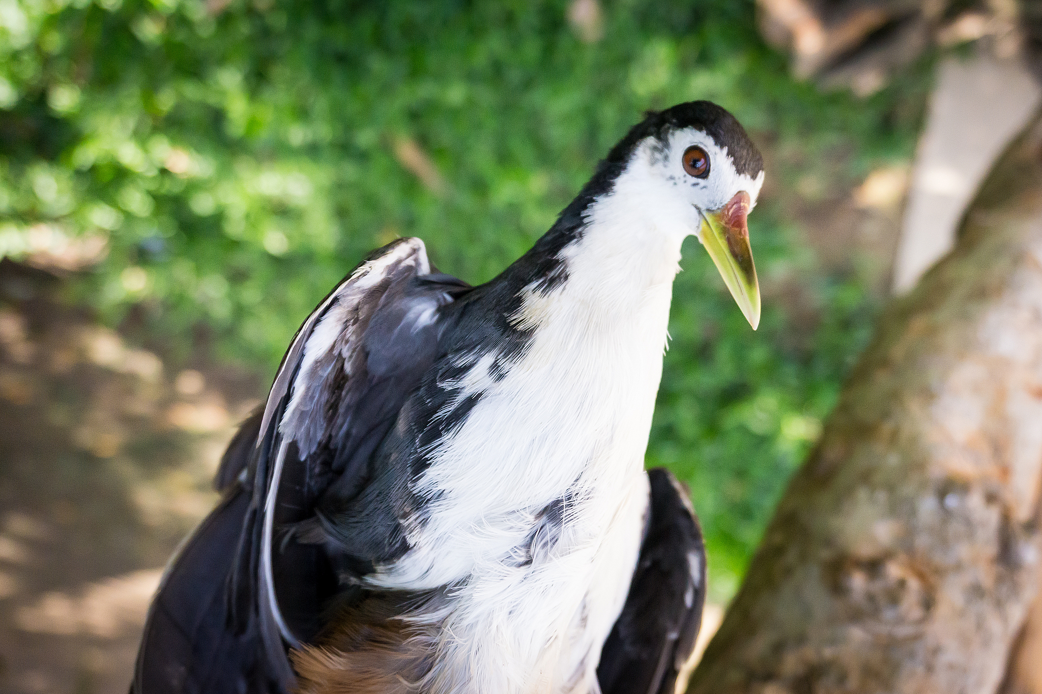 '鸡你太美'藏头诗，妙趣横生！