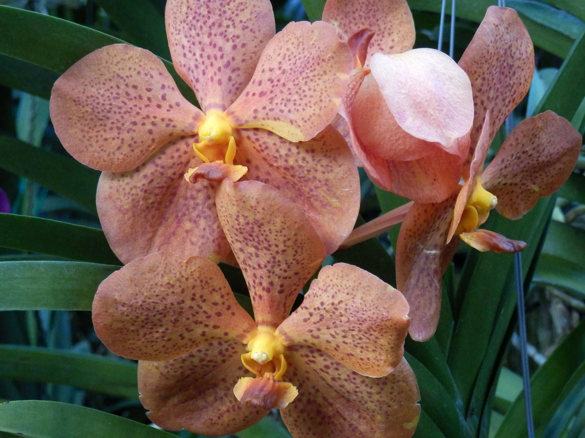 玉林市国兰、杂交兰、石触兰种植概况